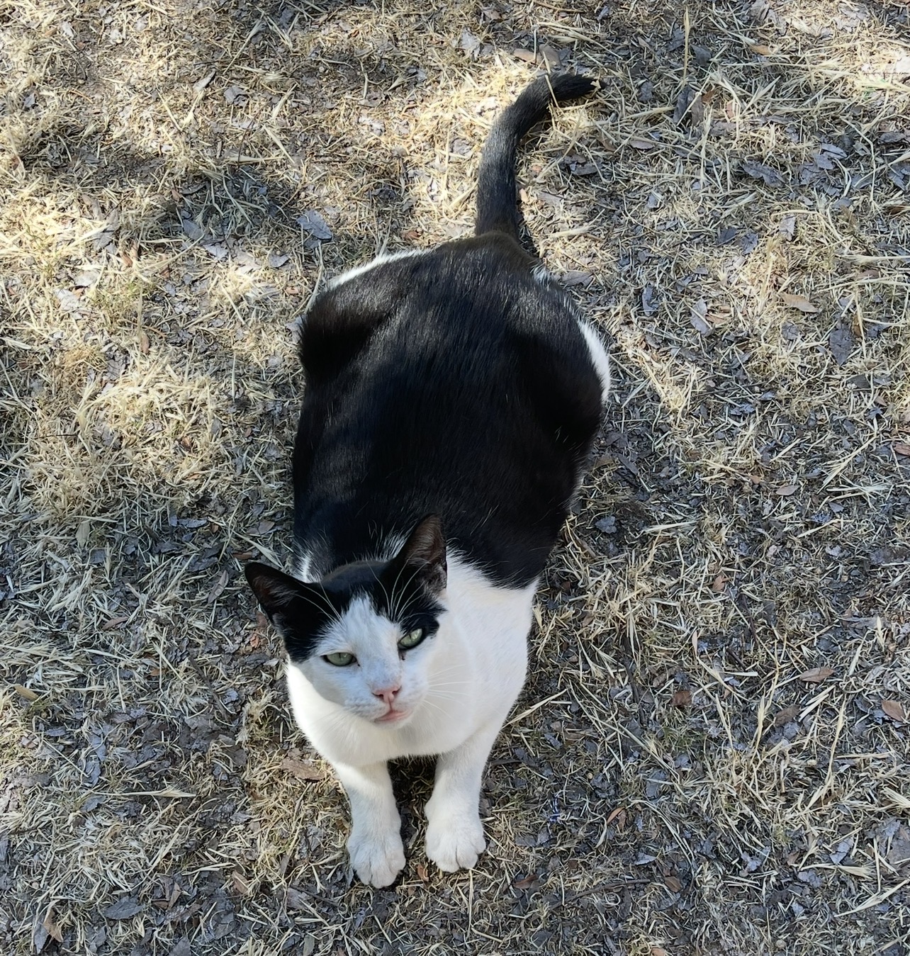 Pet