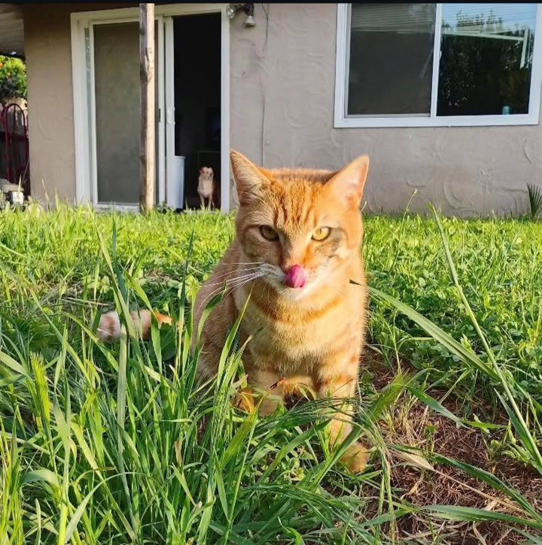 Pet