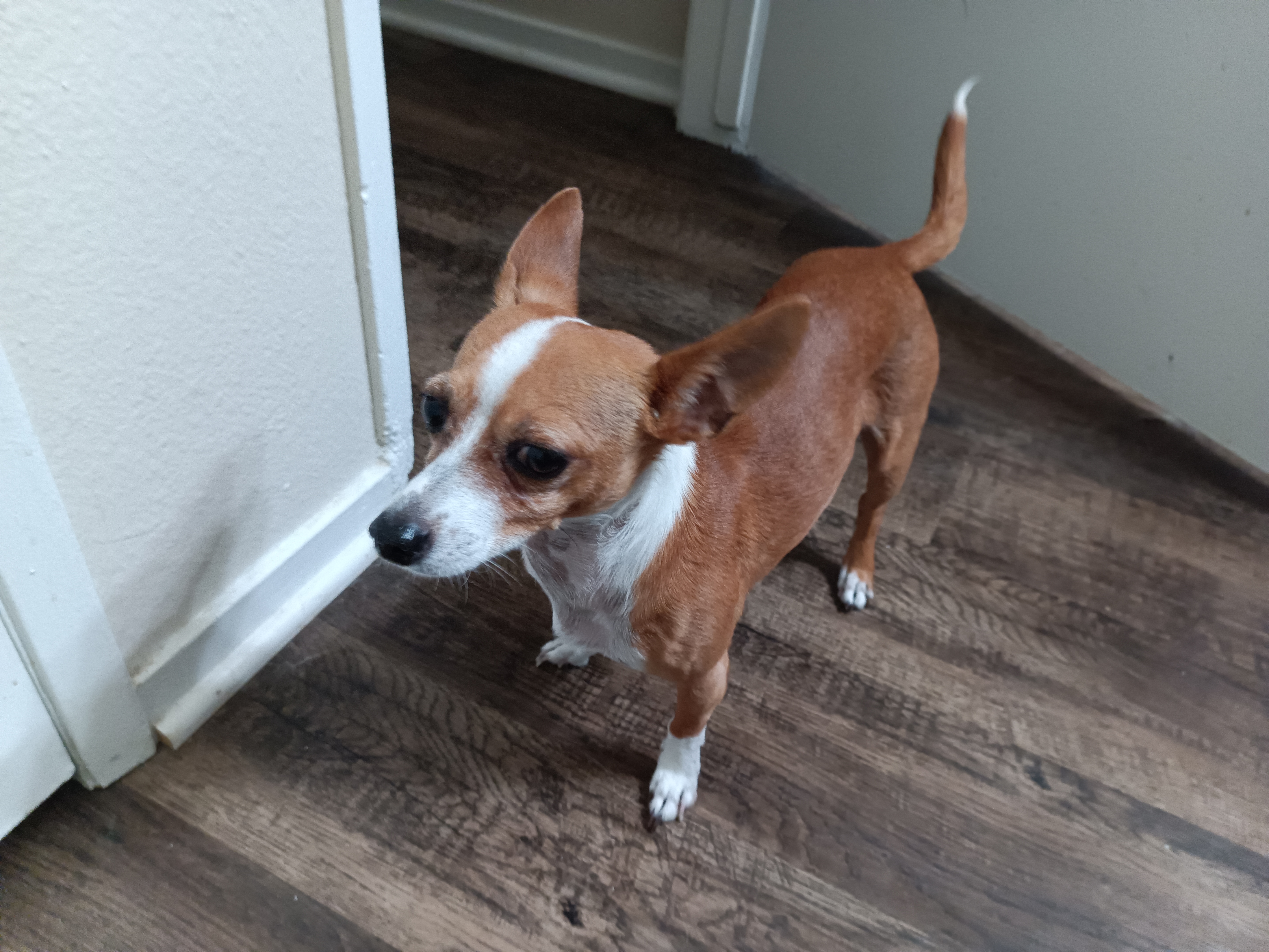 Pet