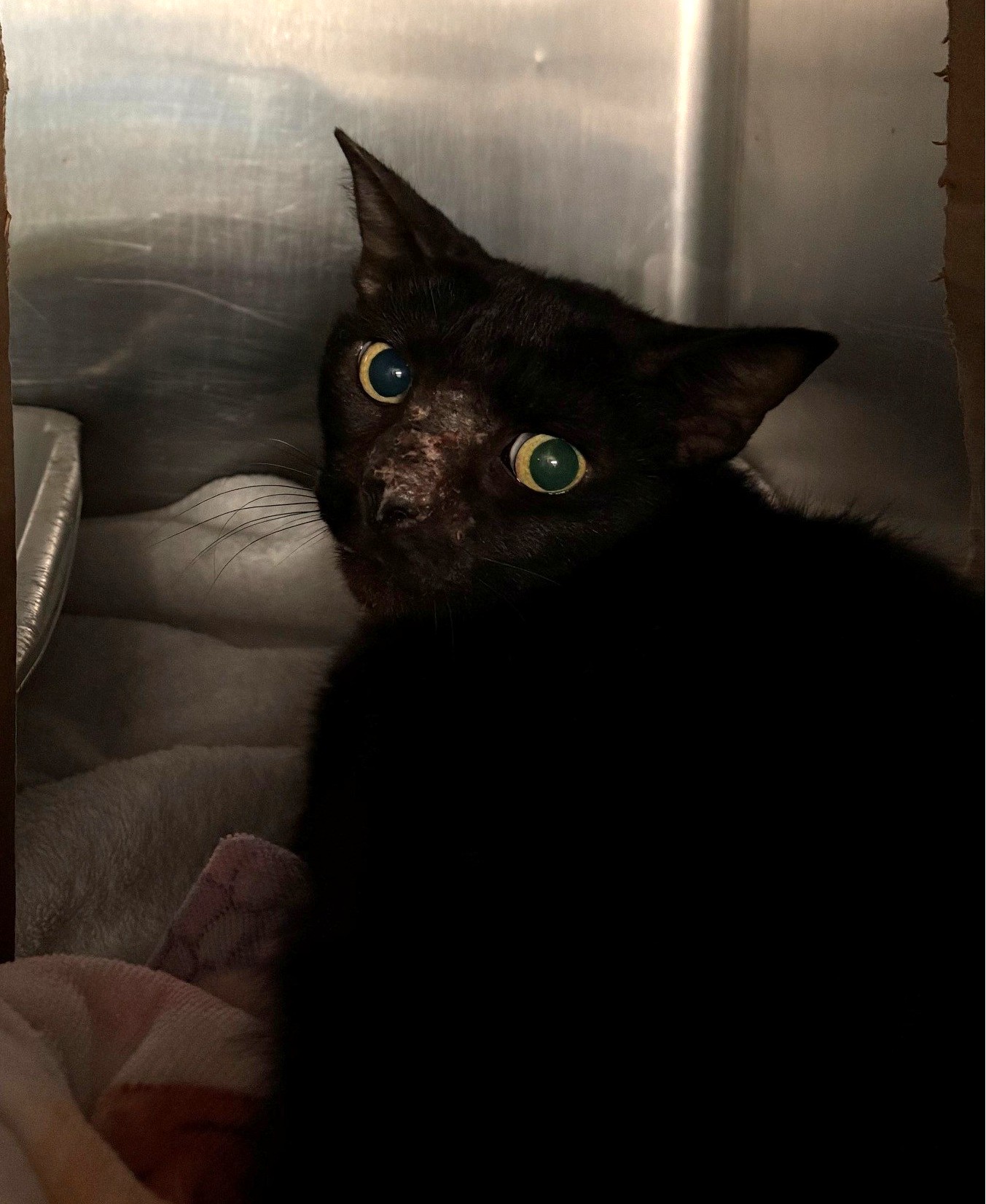 Pet