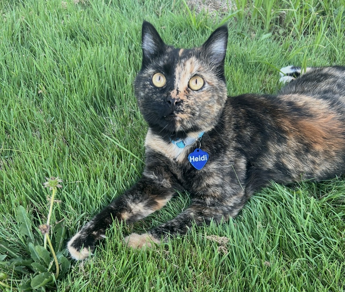 Pet