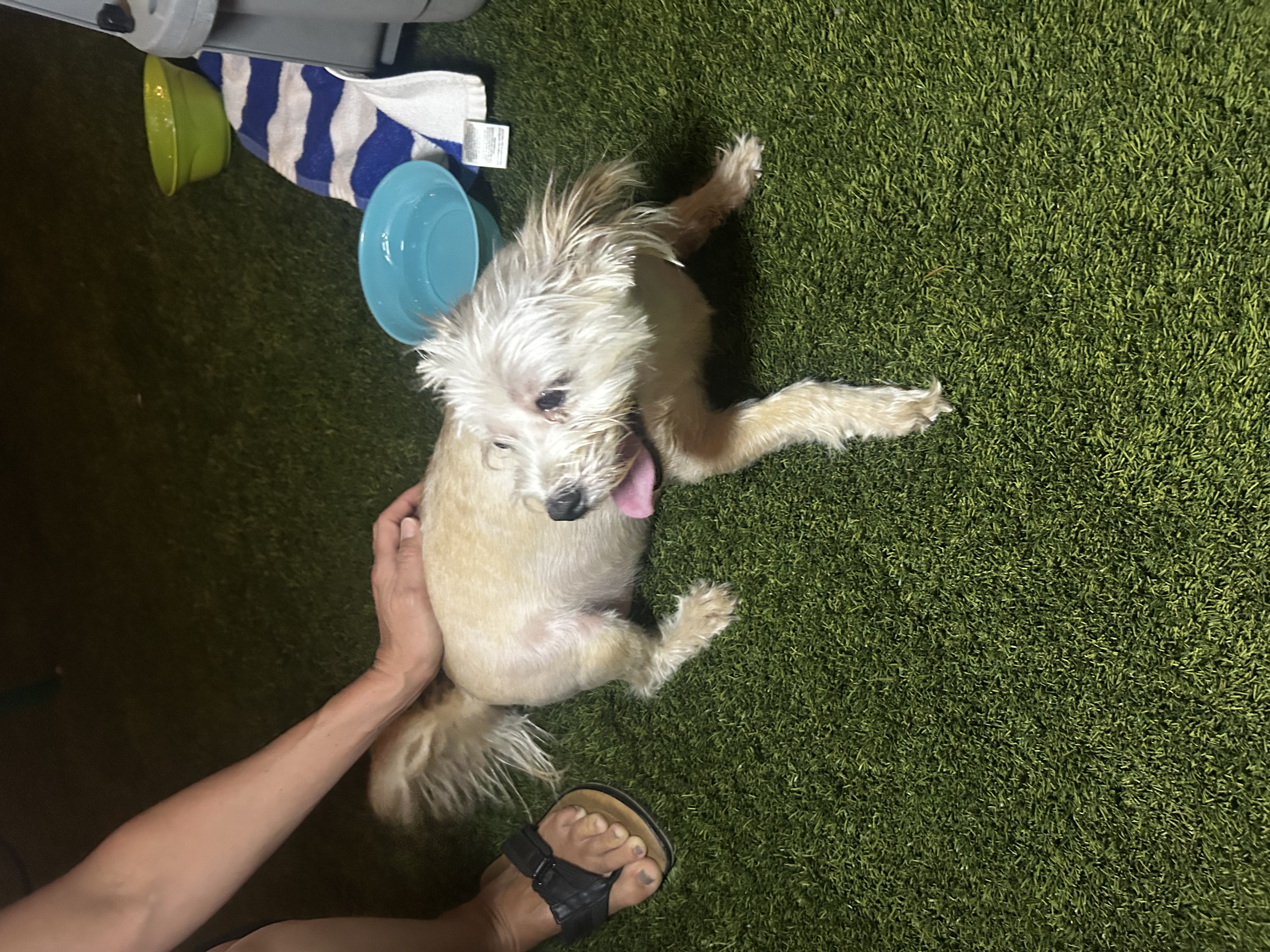 Pet