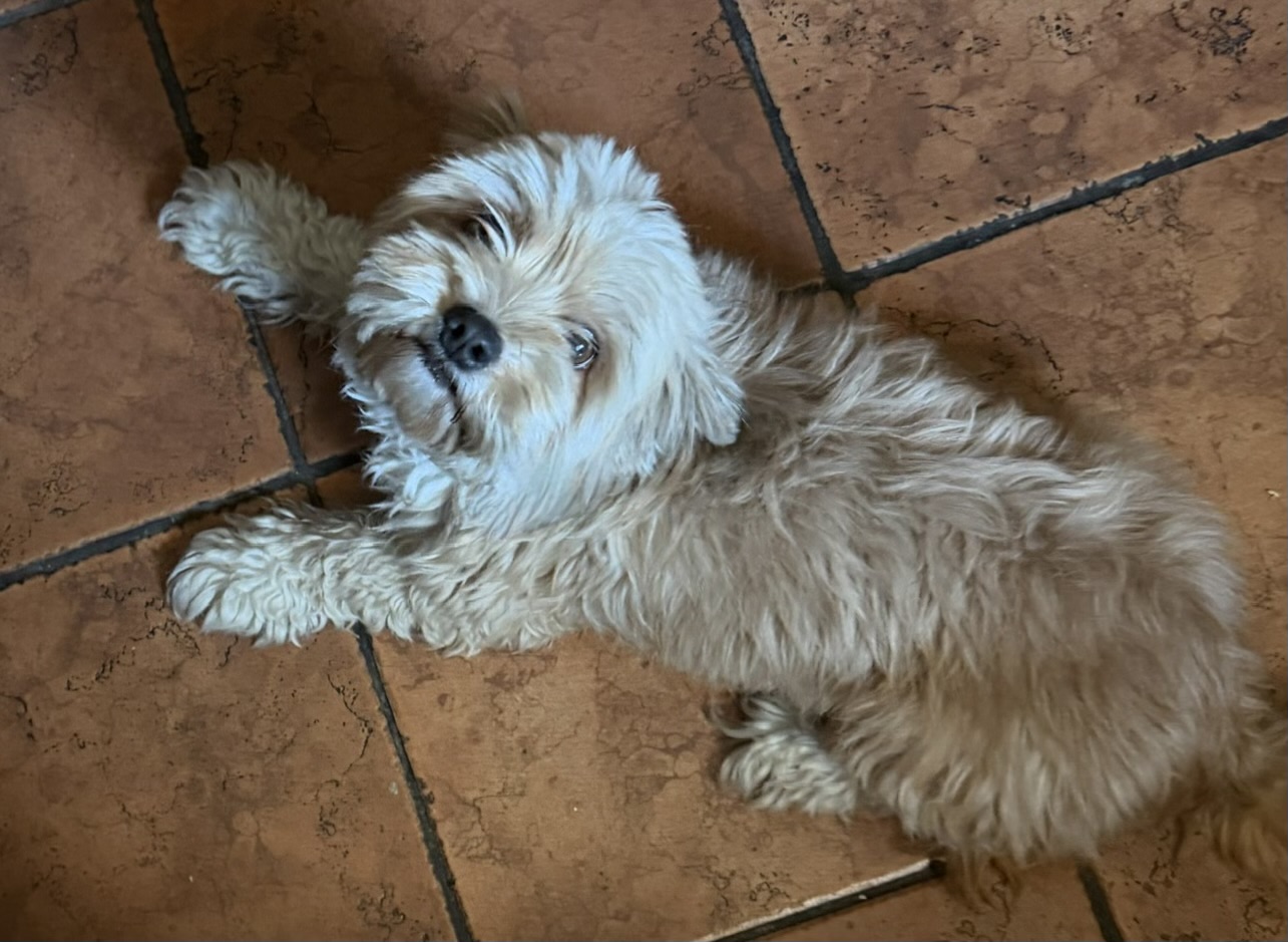 Pet