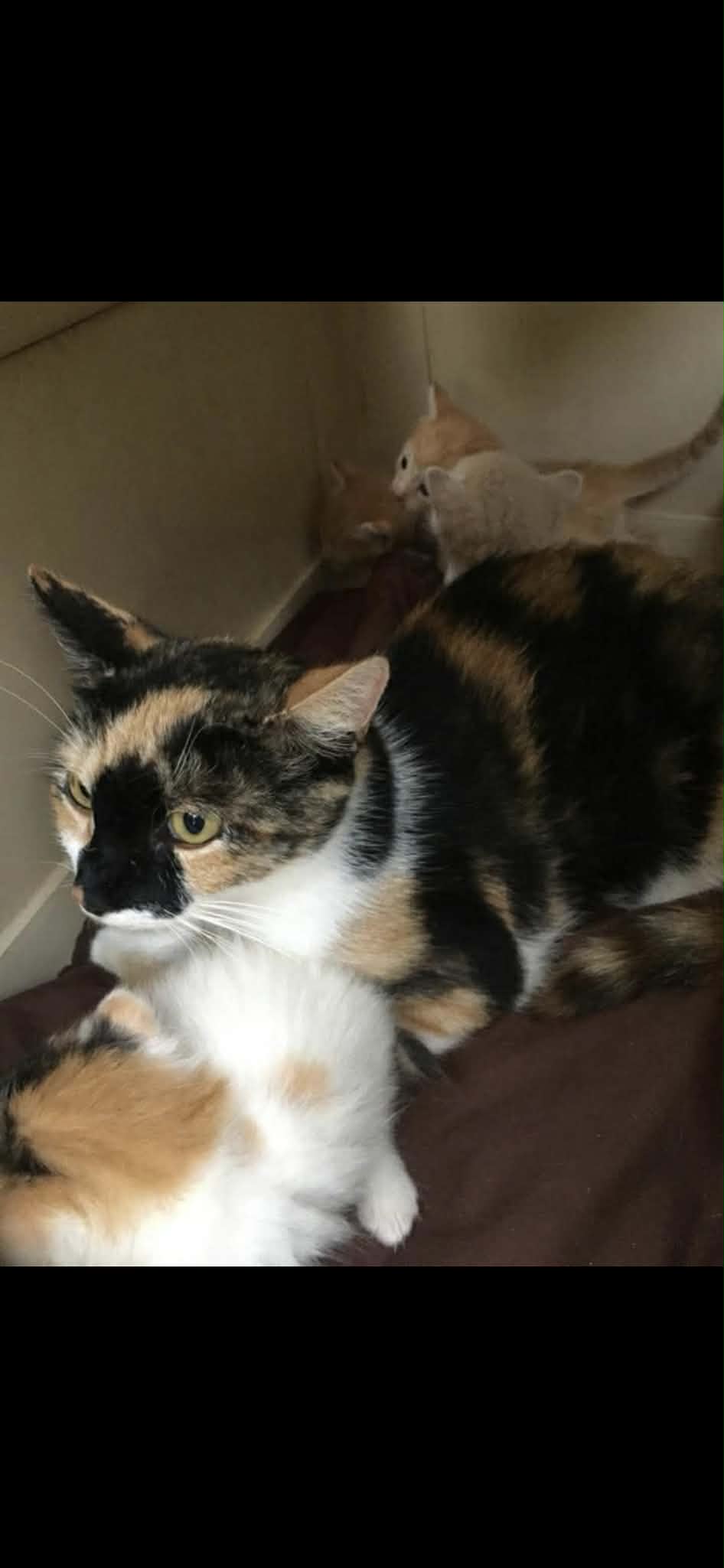 Pet