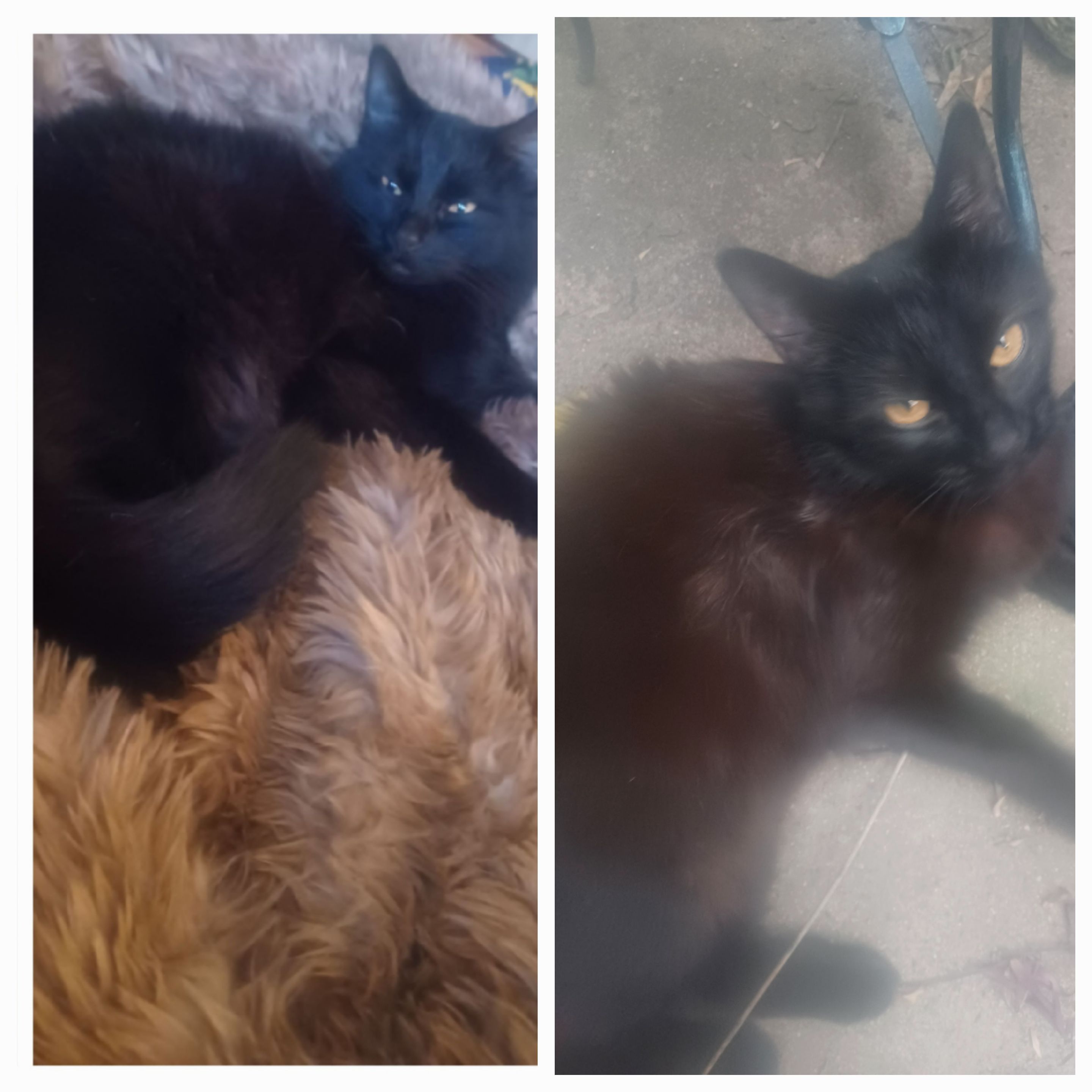 Pet