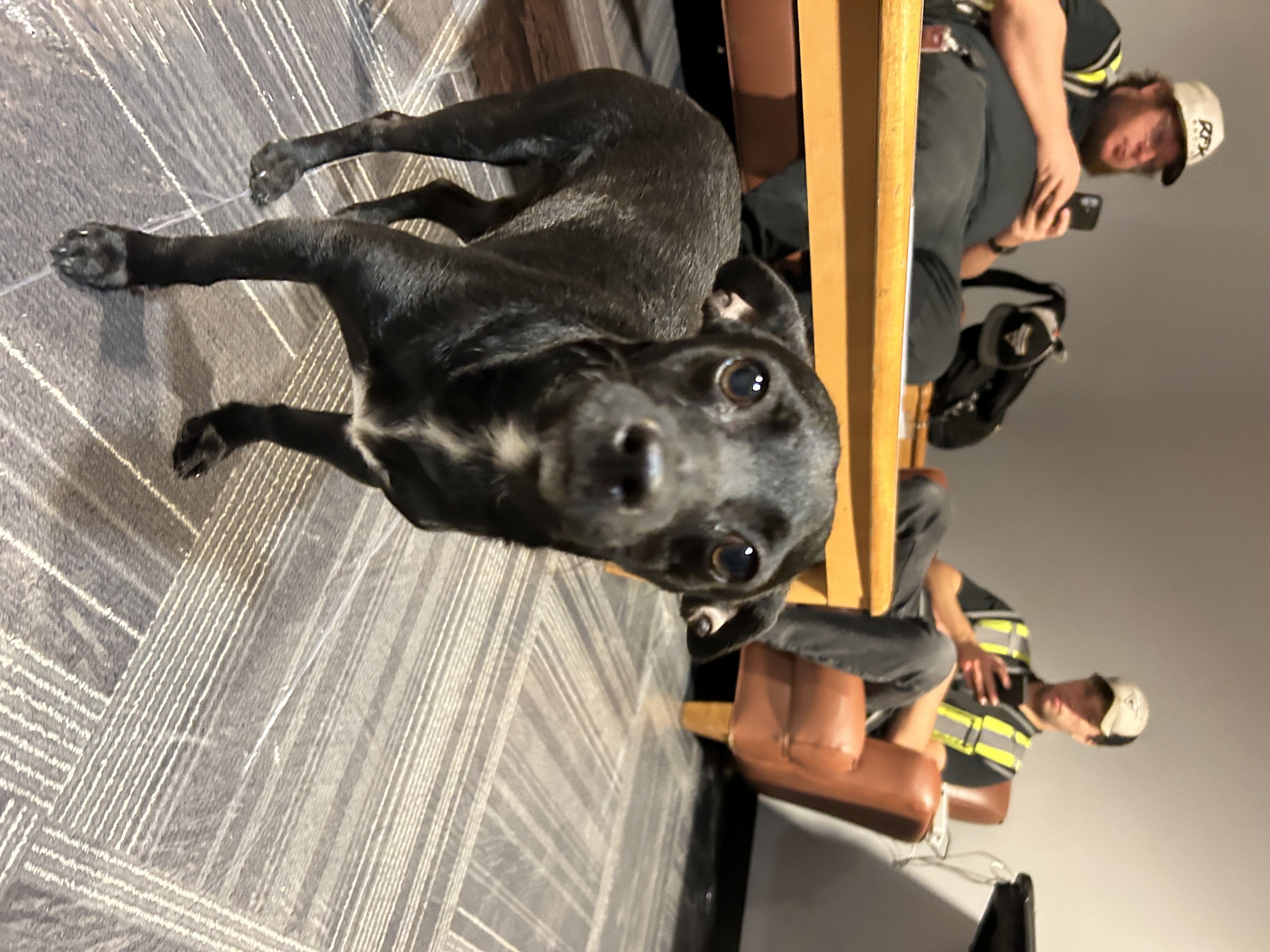 Pet