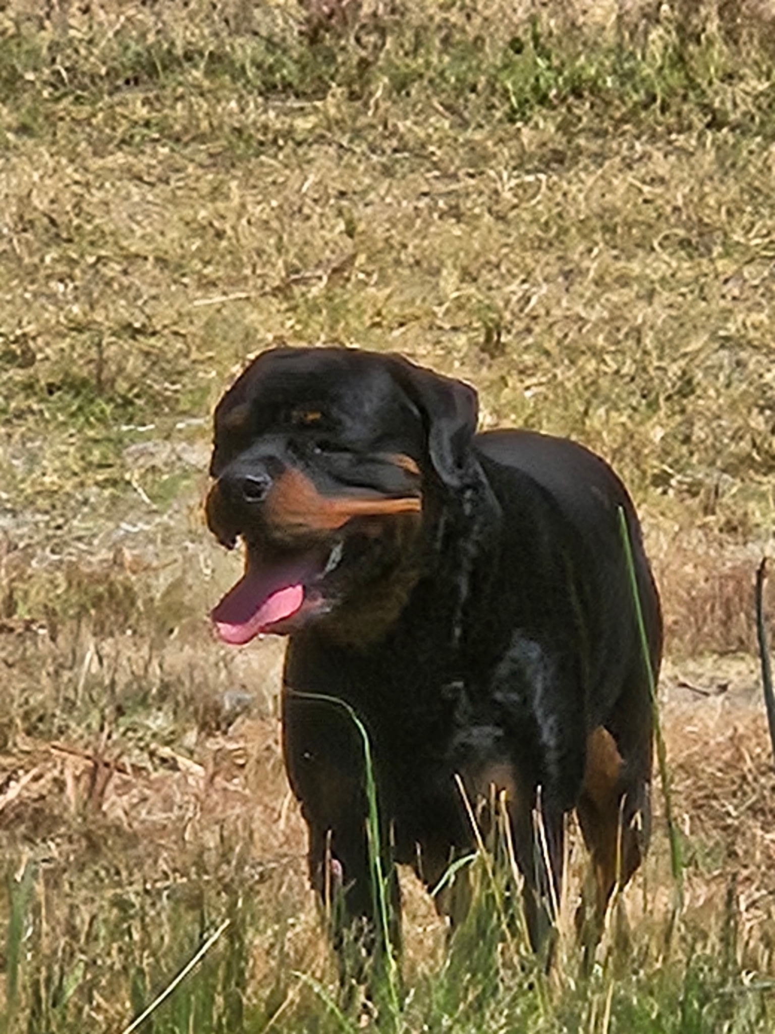 Pet