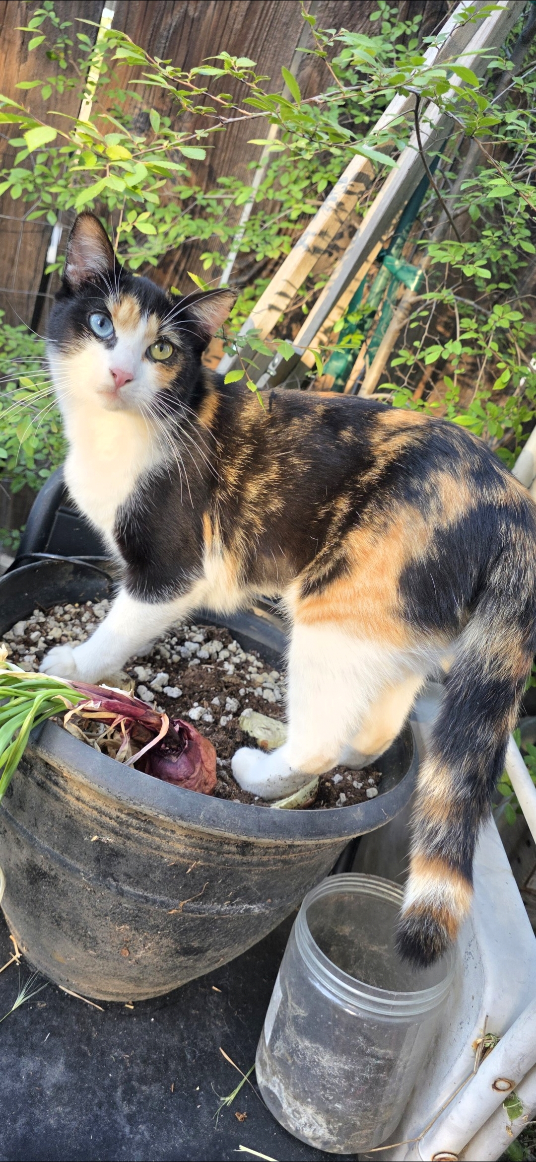 Pet
