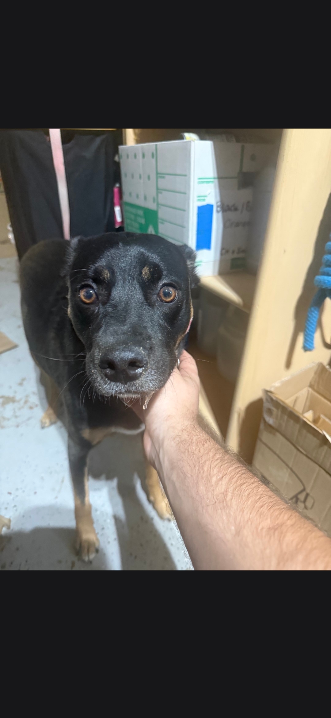 Pet