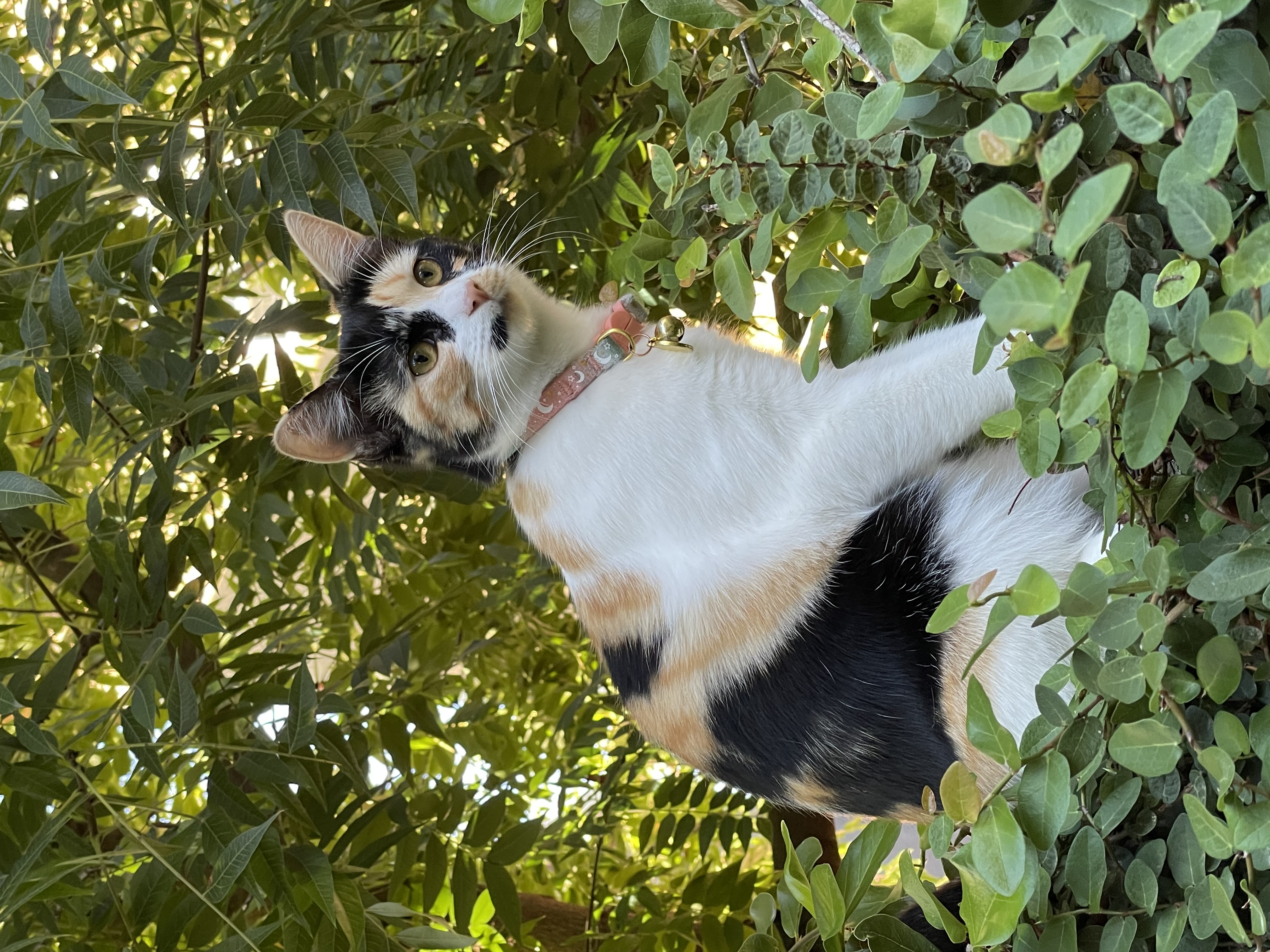 Pet