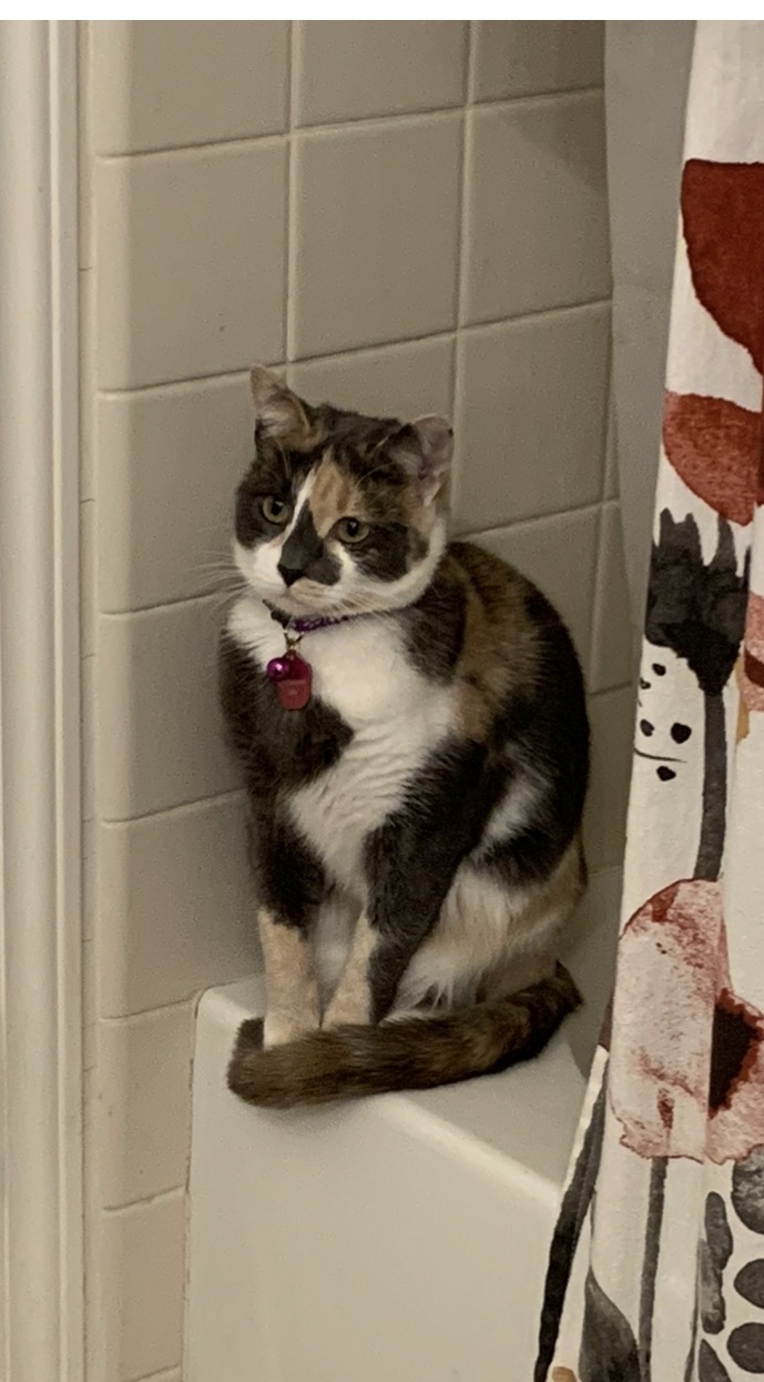 Pet