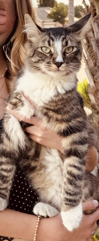 Pet