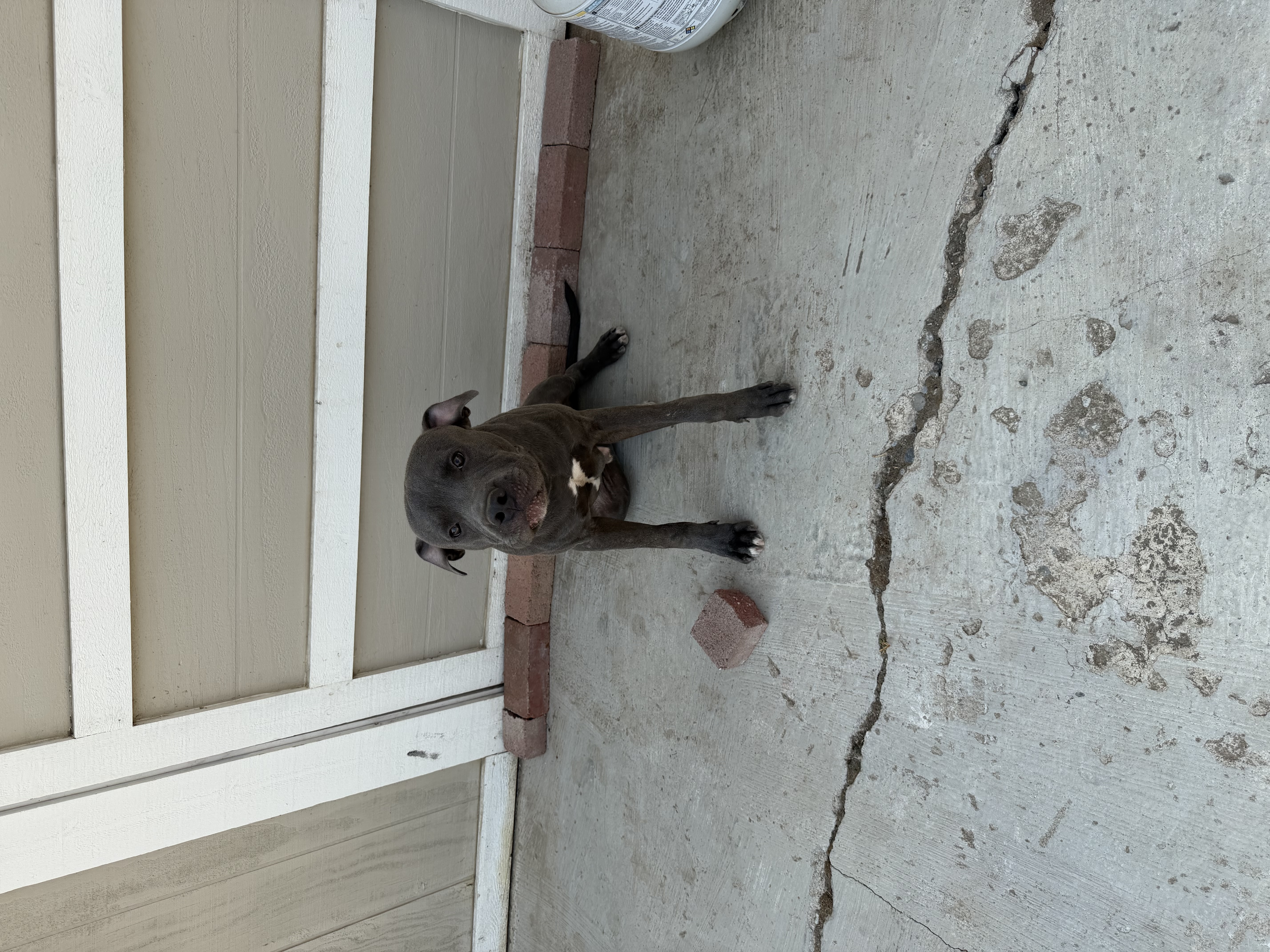 Pet