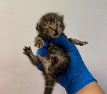 Pet