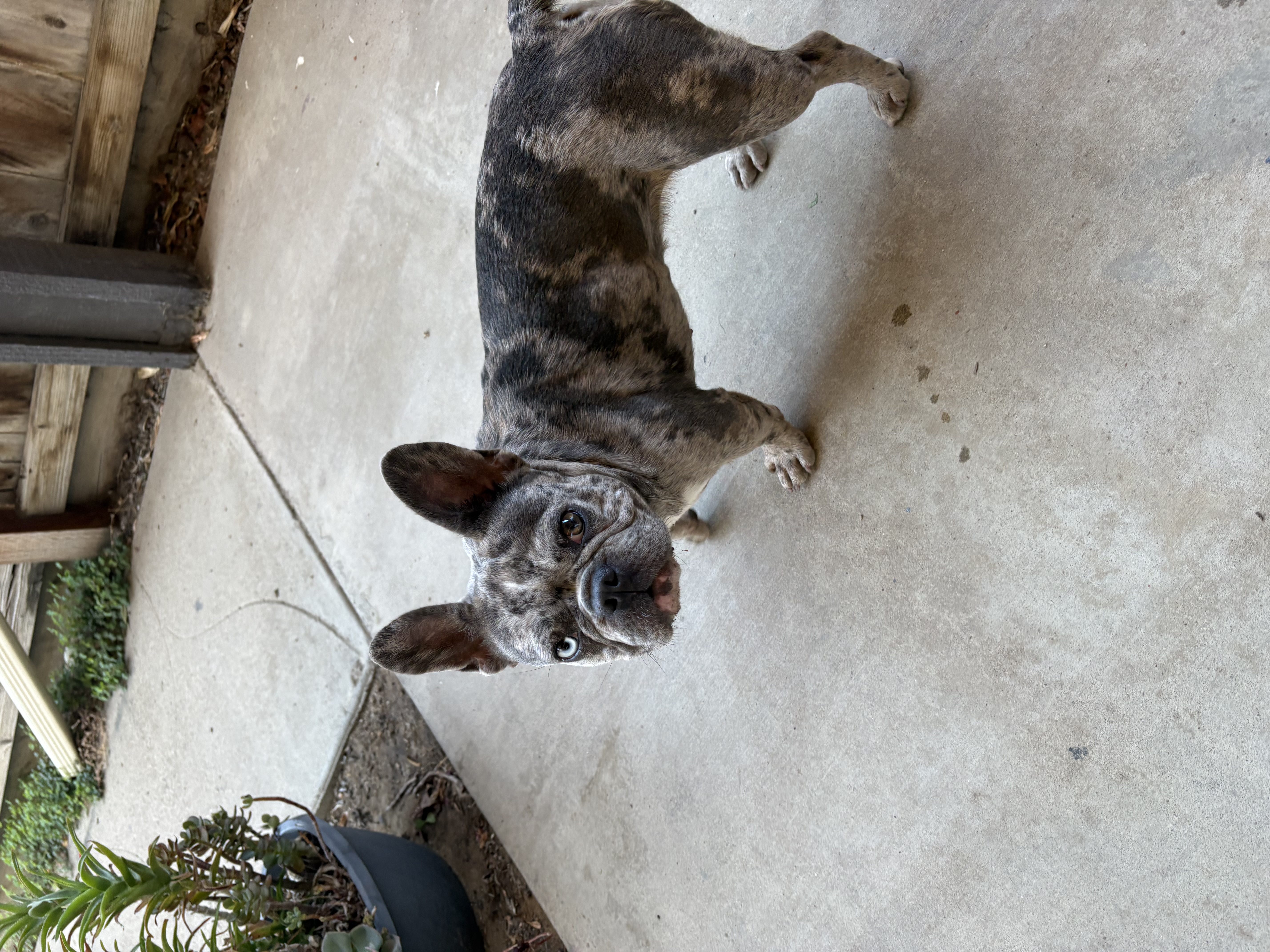 Pet