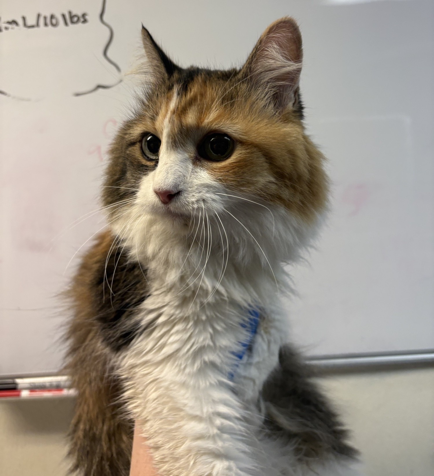 Pet