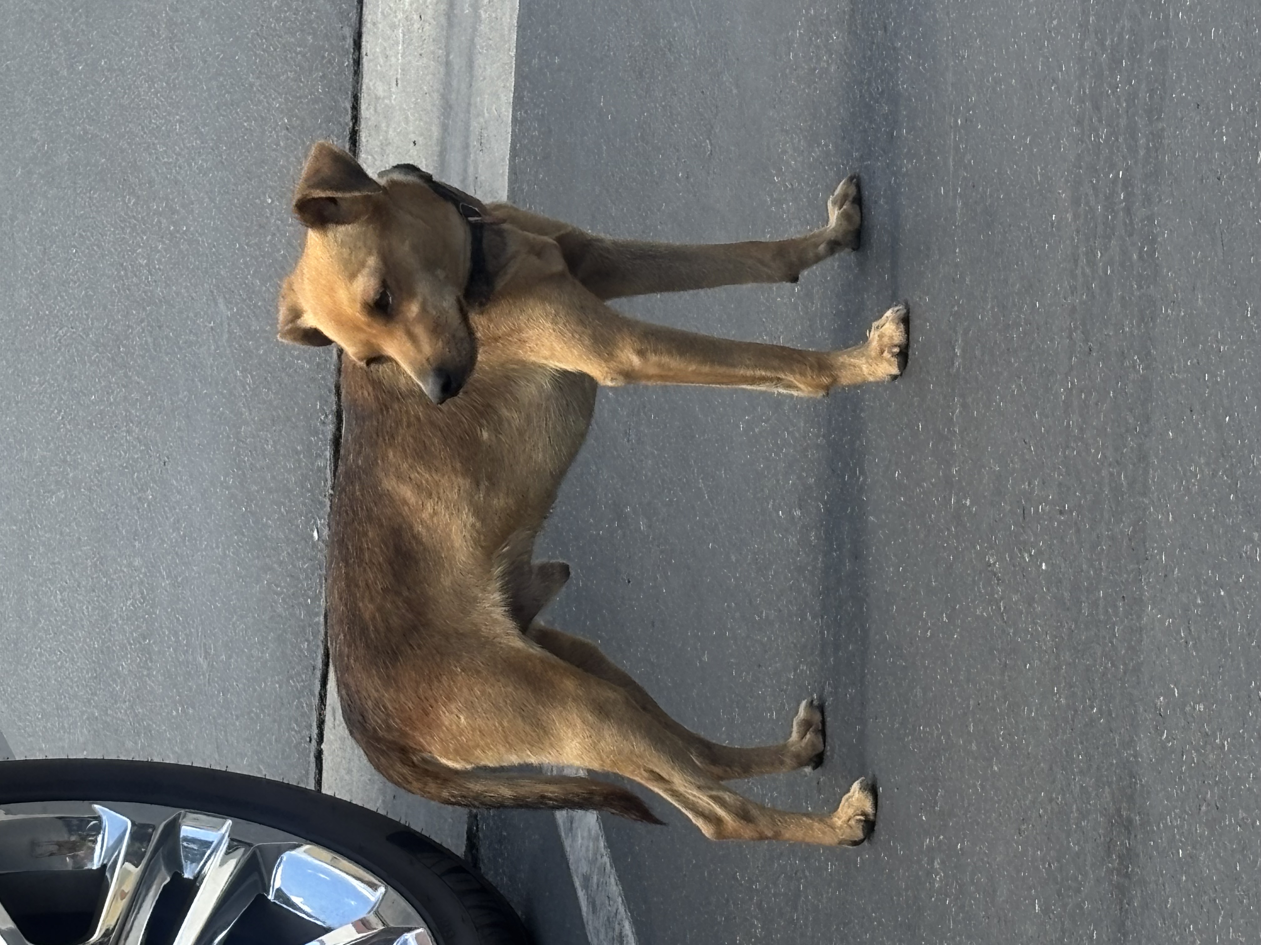 Pet