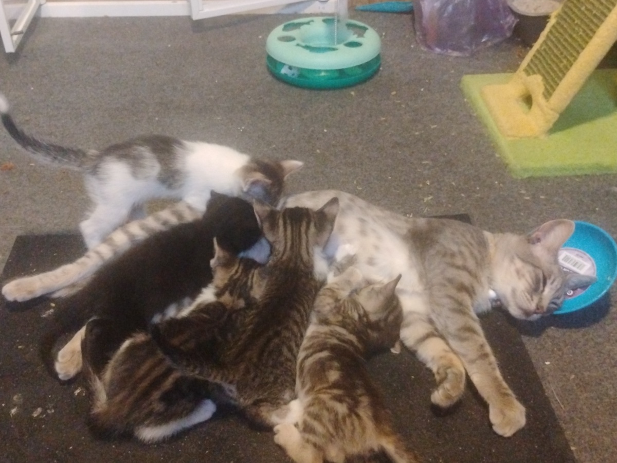 Pet