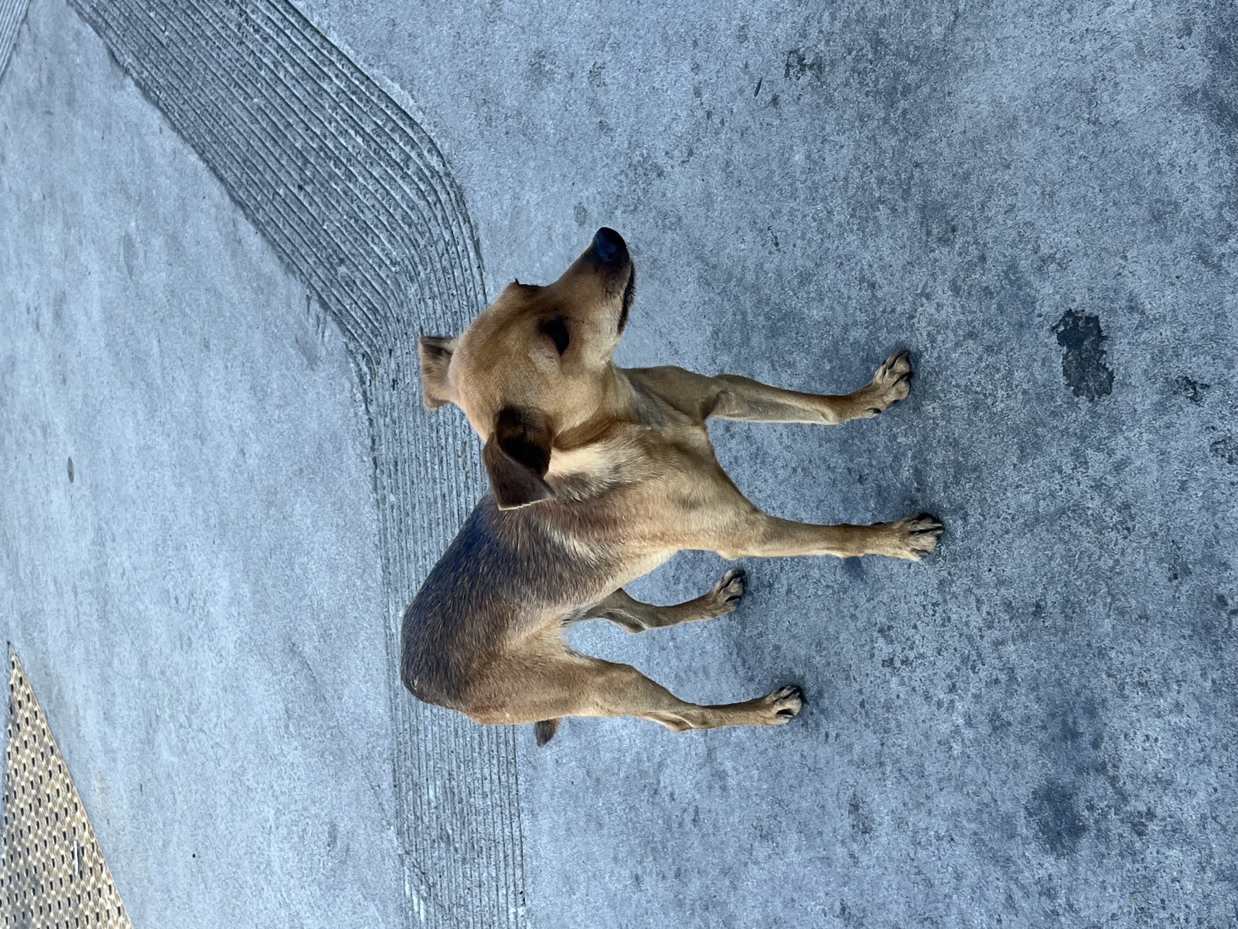 Pet