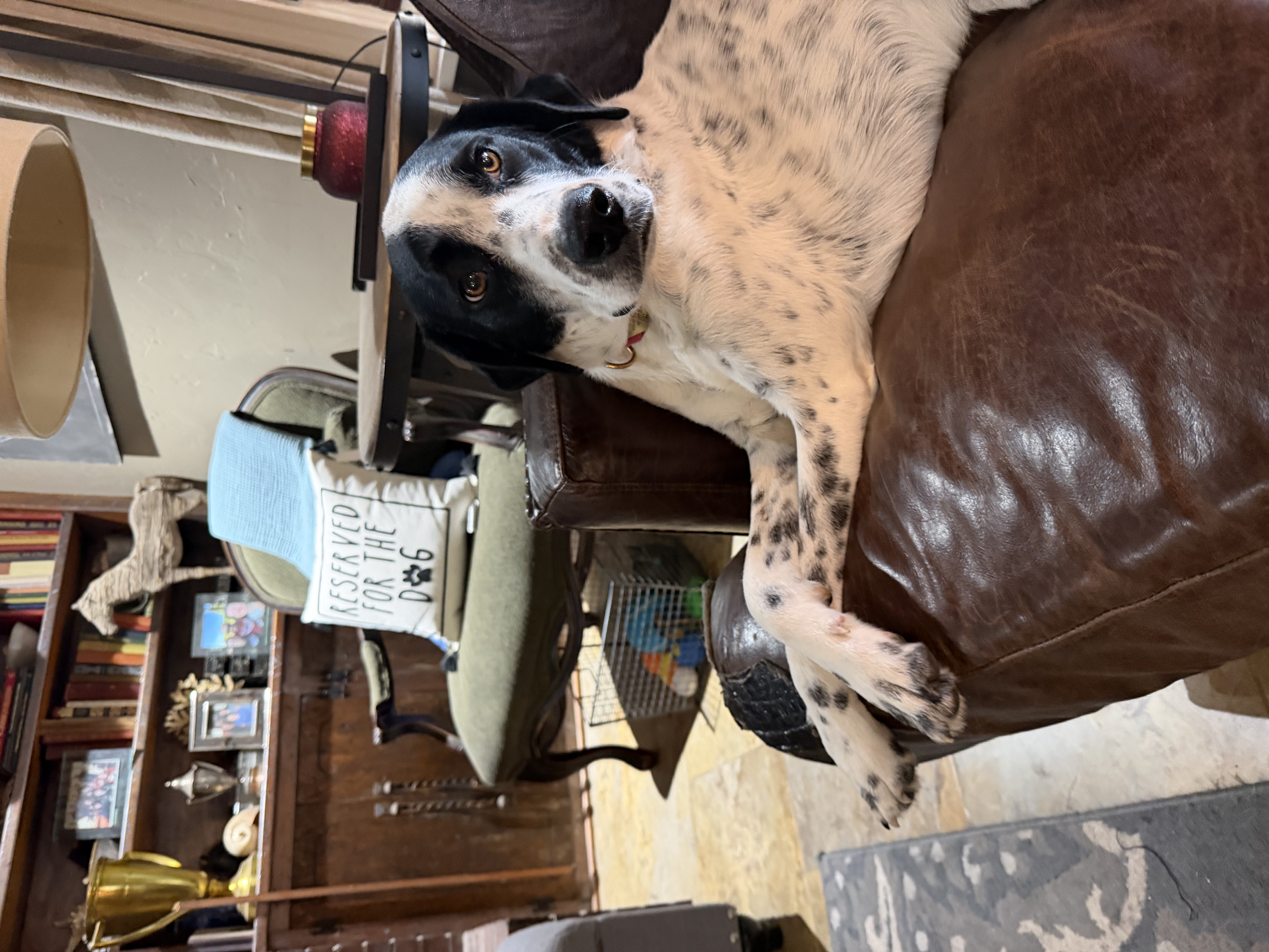 Pet