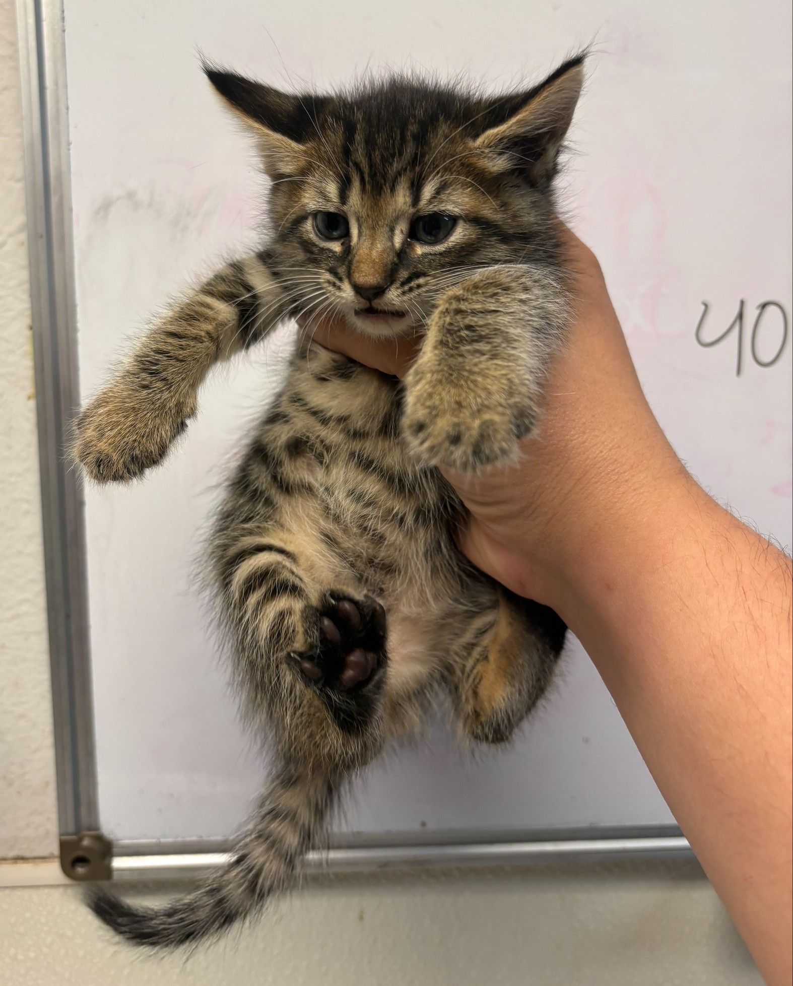 Pet