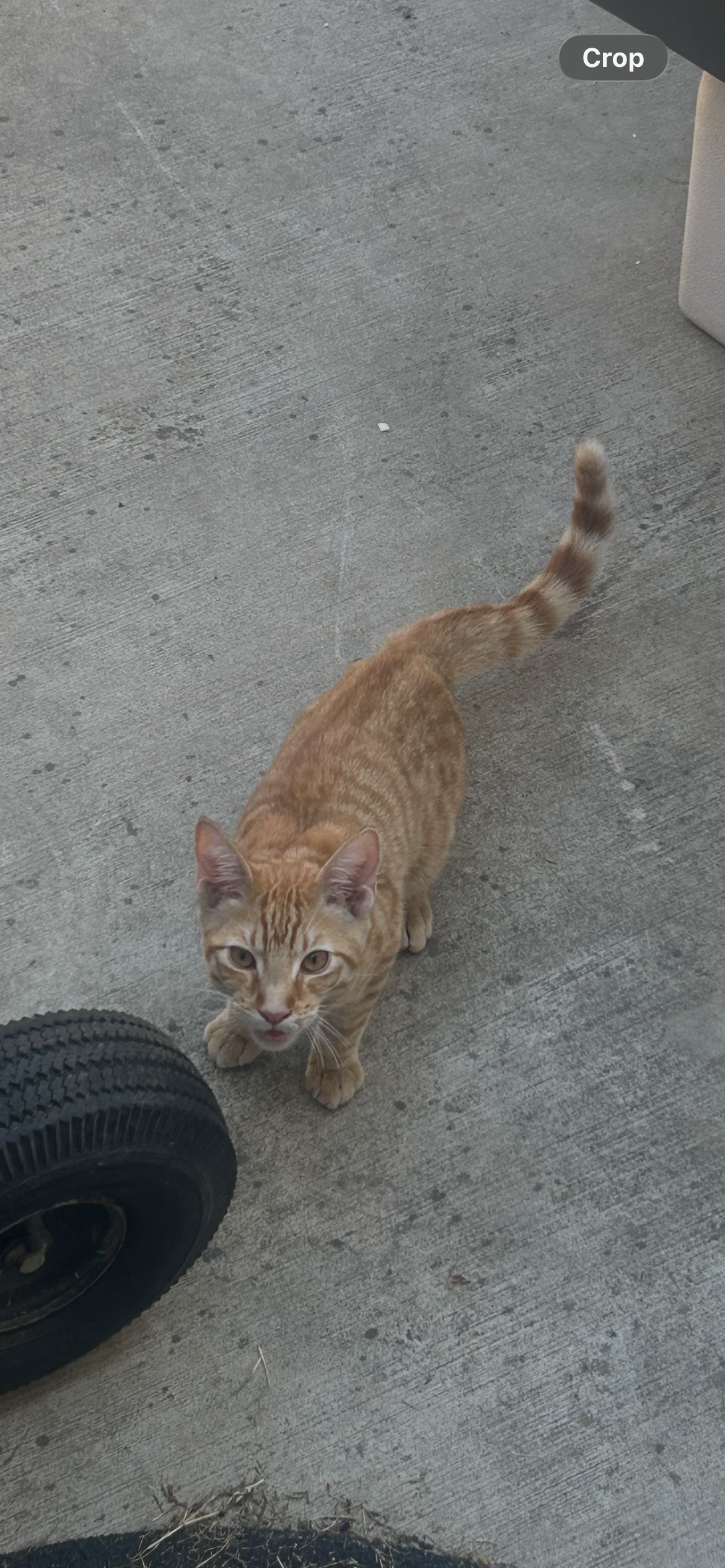 Pet