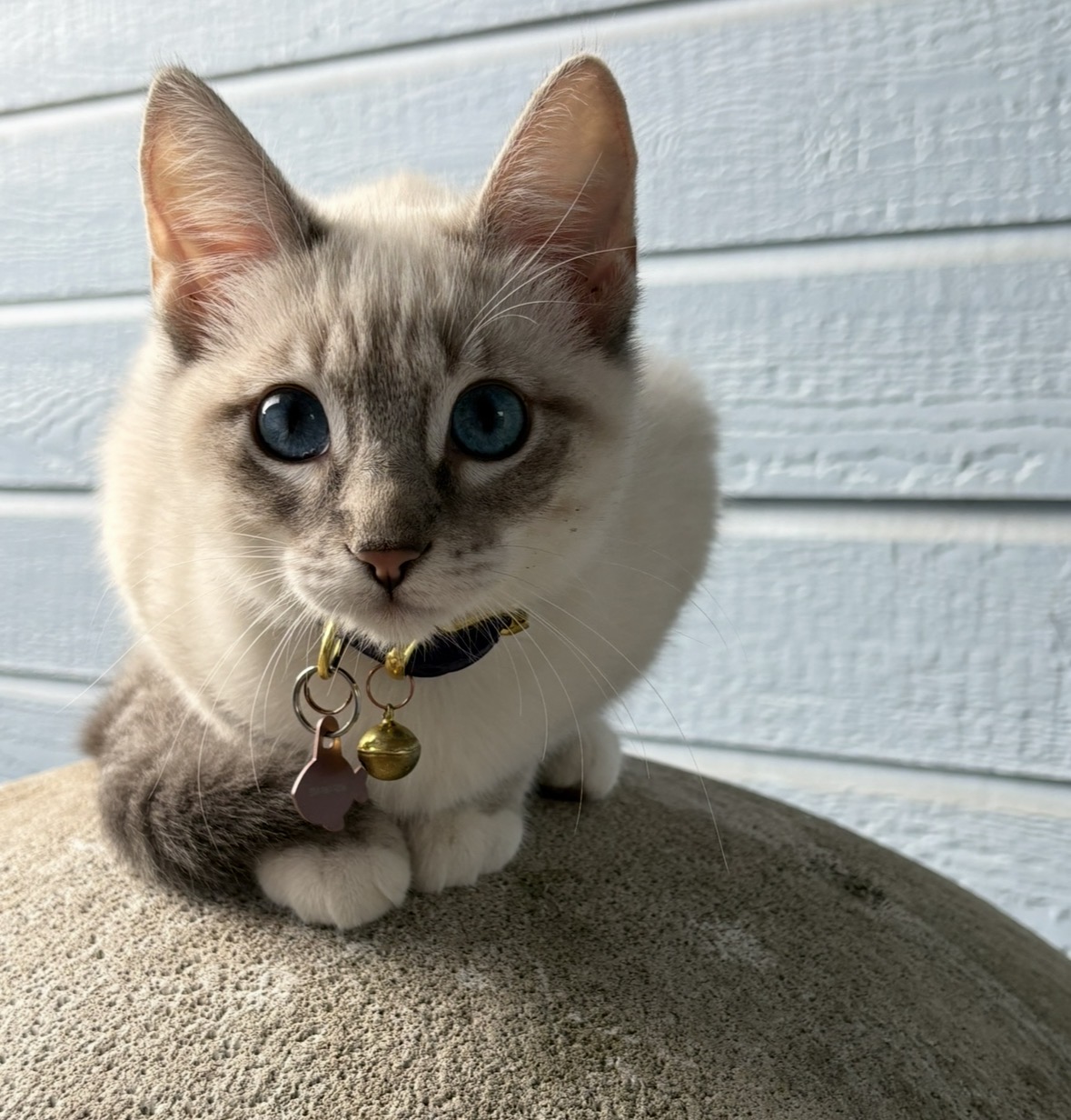 Pet