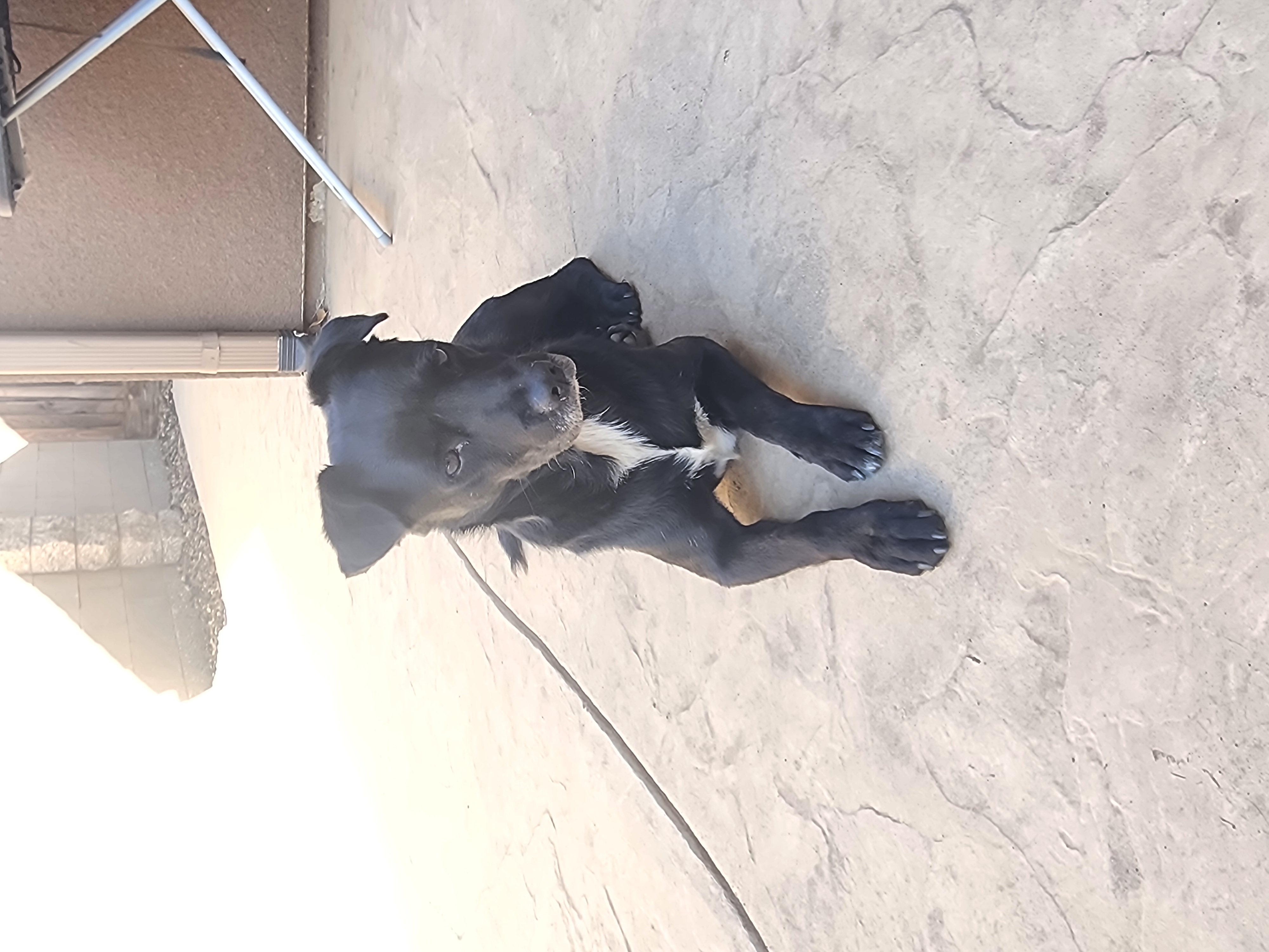 Pet