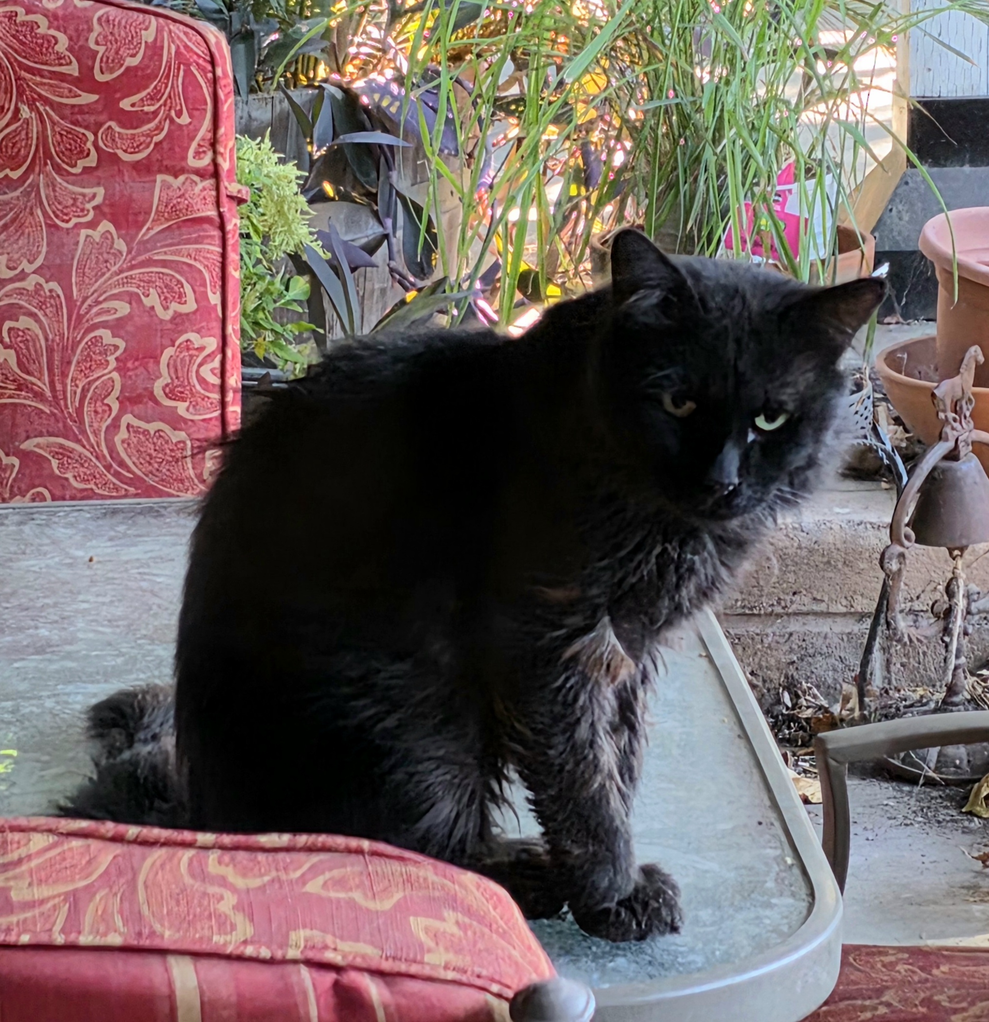 Pet