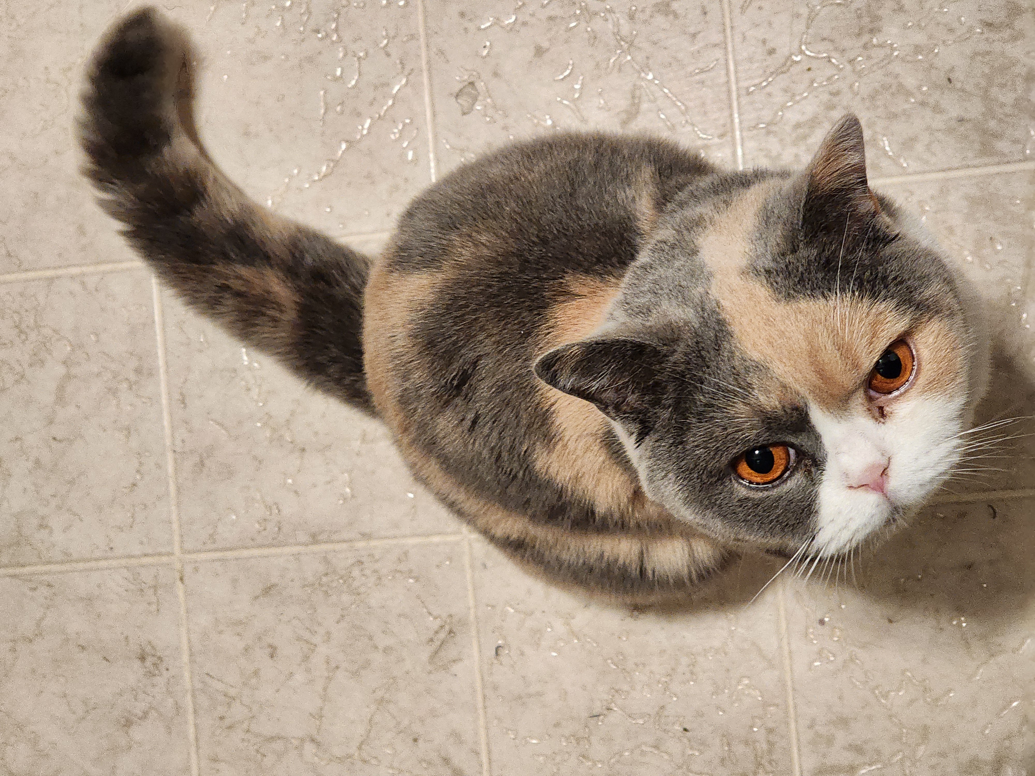 Pet