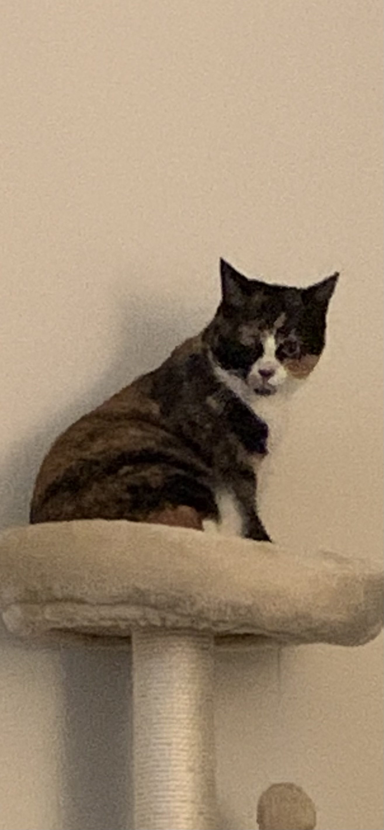 Pet