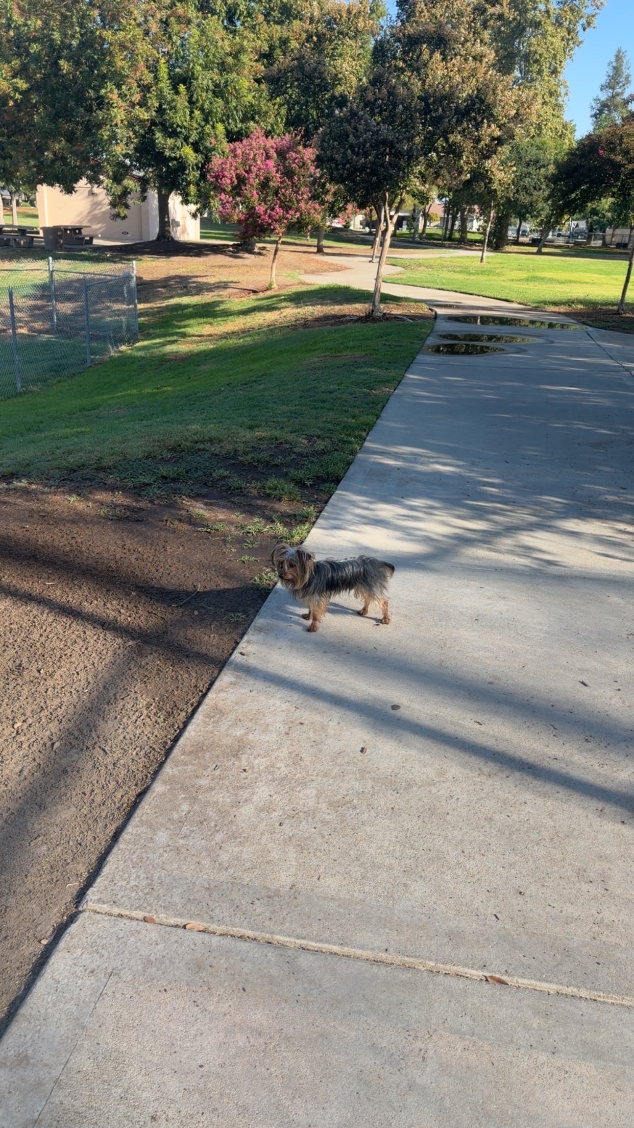 Pet