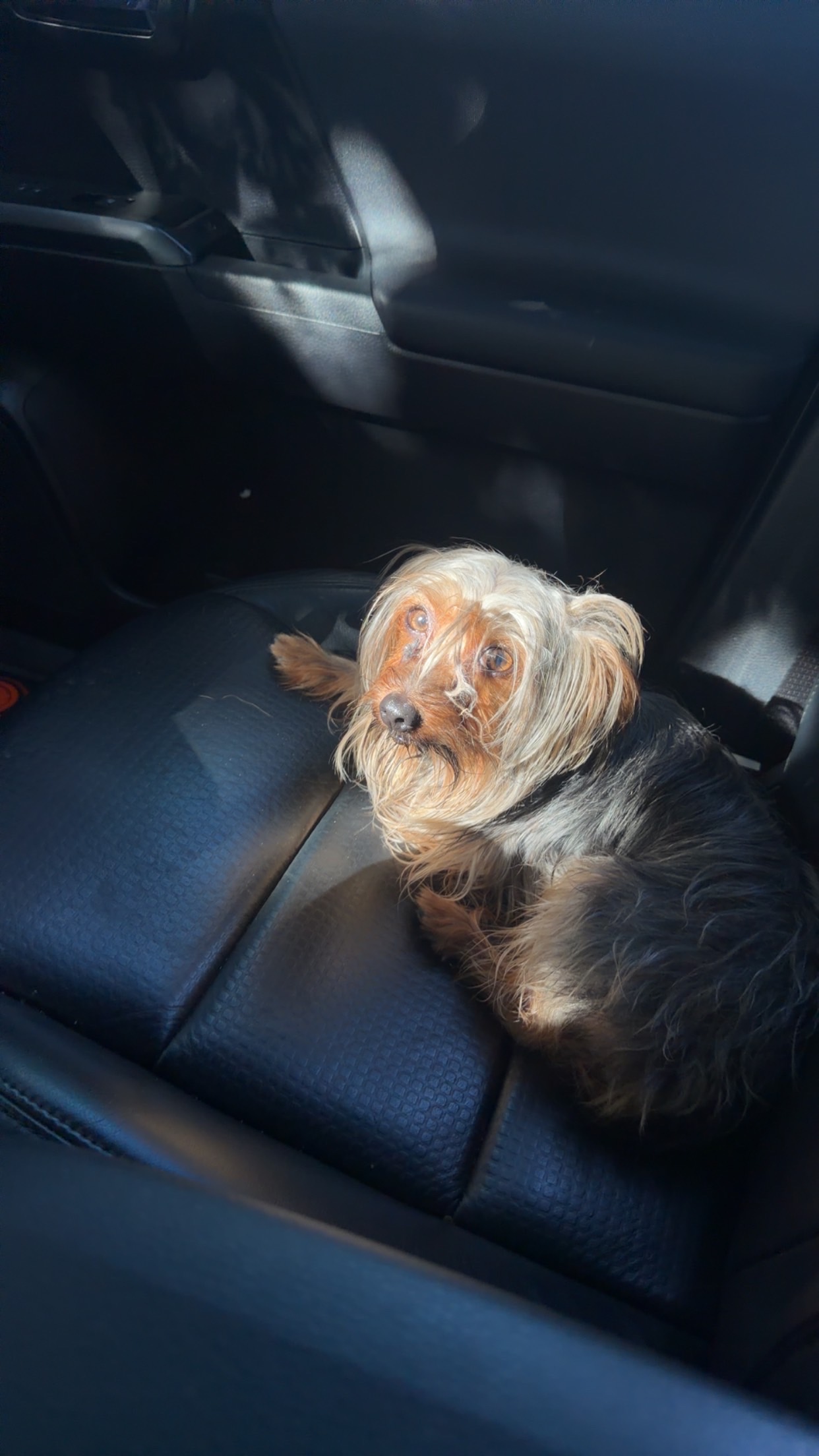 Pet