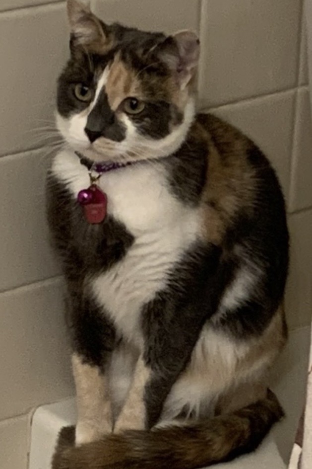 Pet