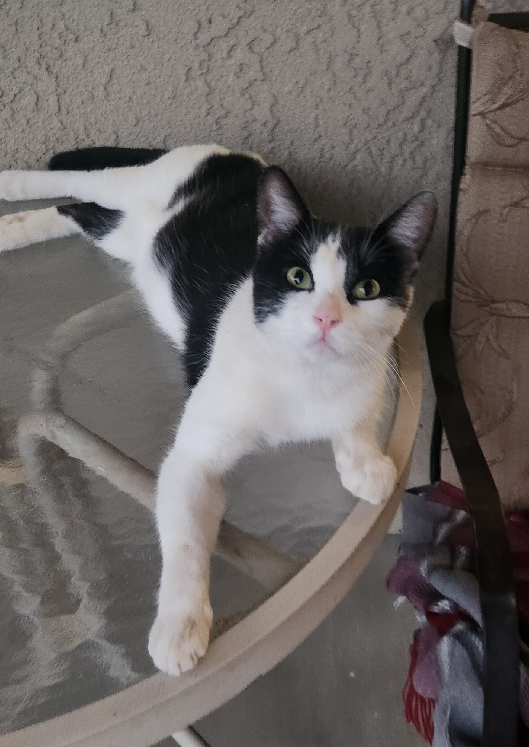 Pet