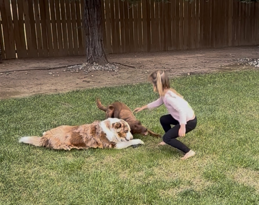Pet