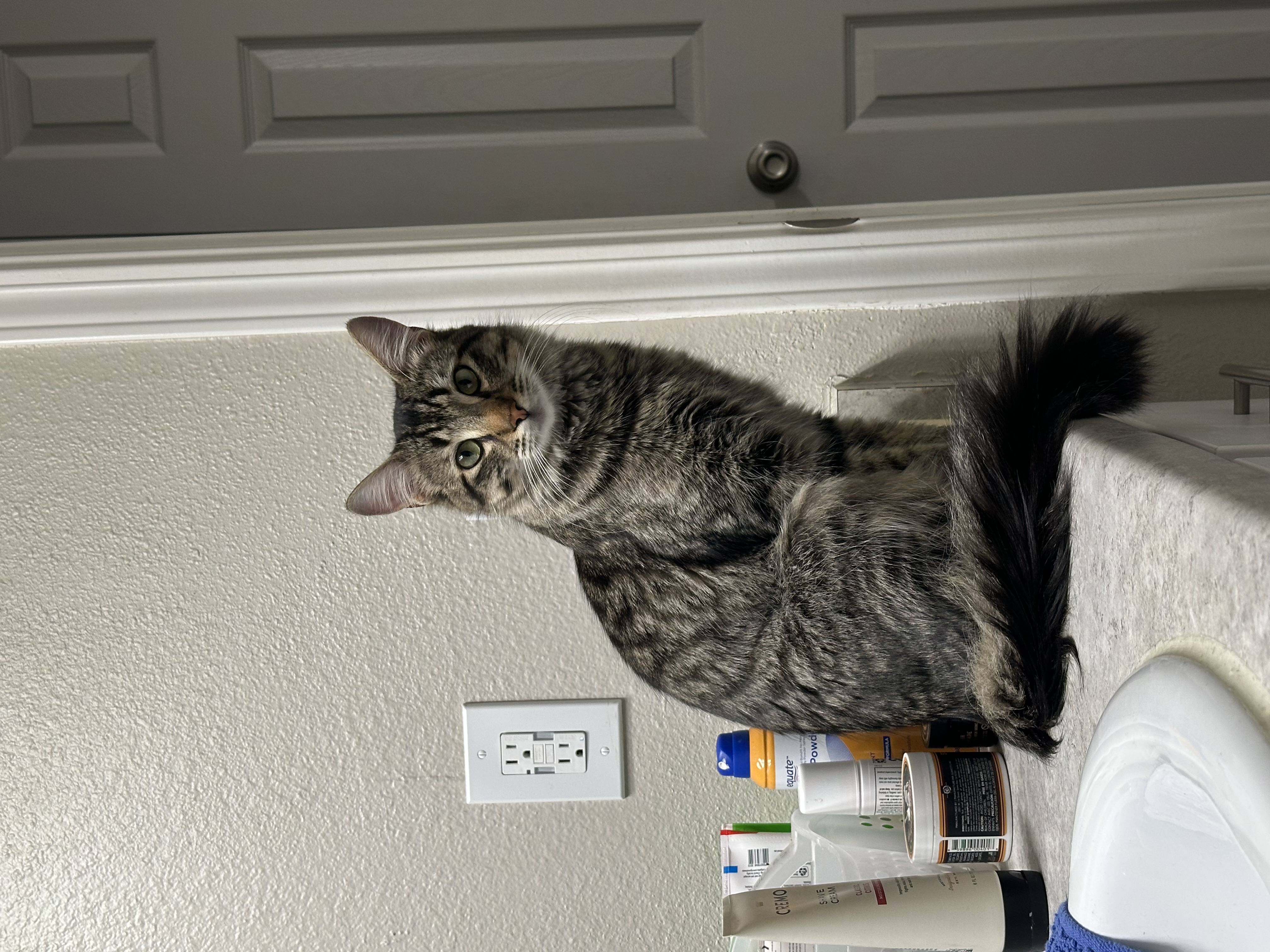 Pet