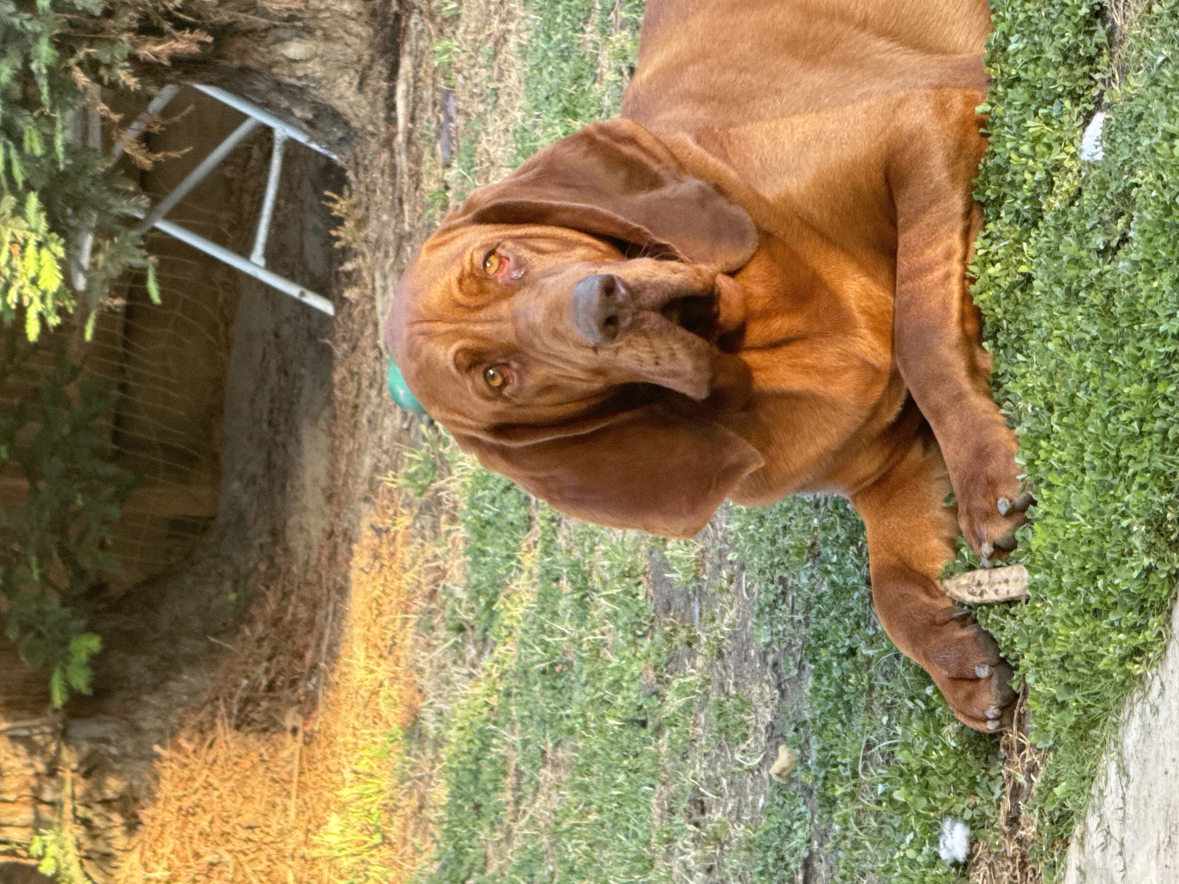 Pet