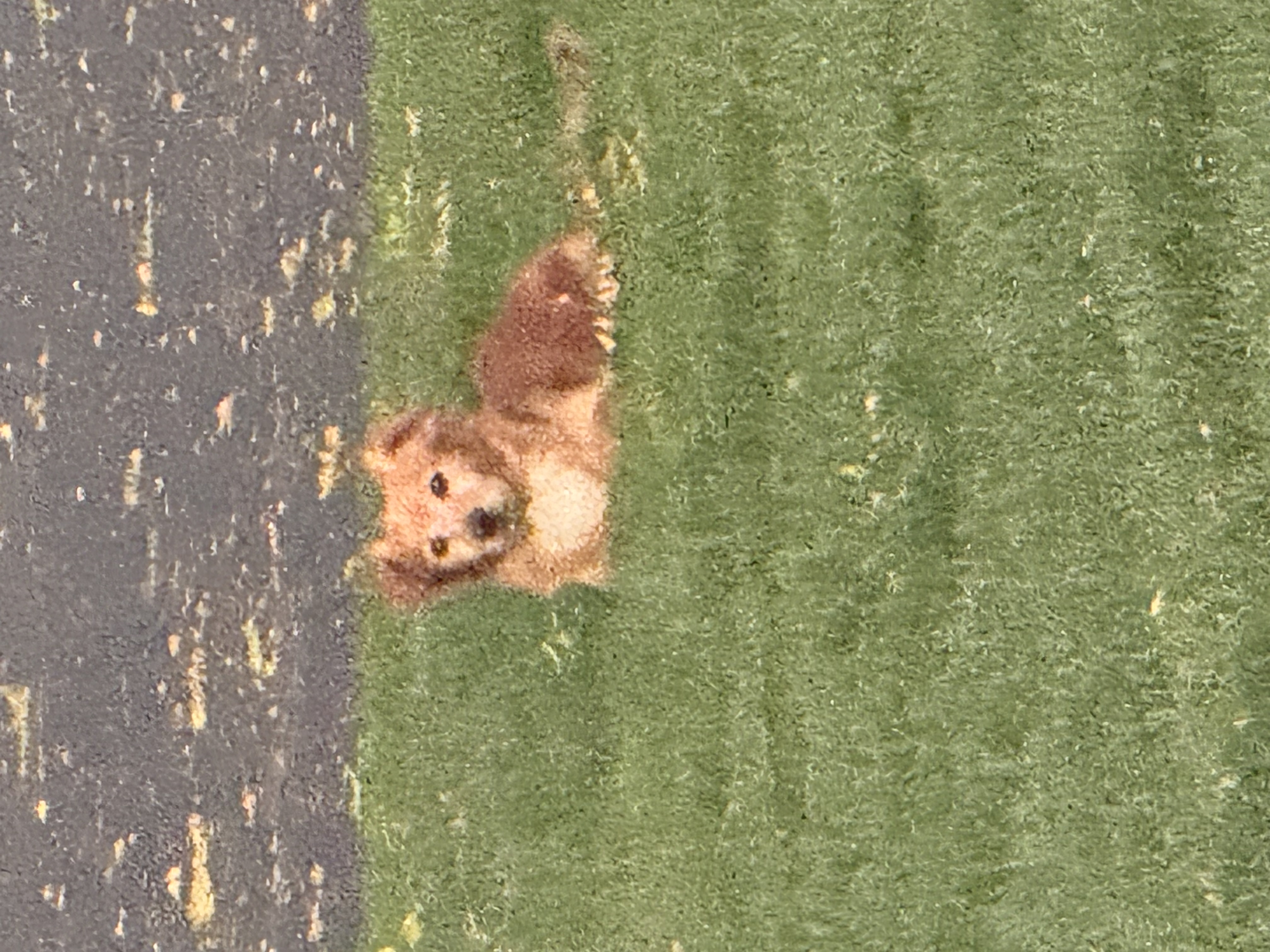 Pet