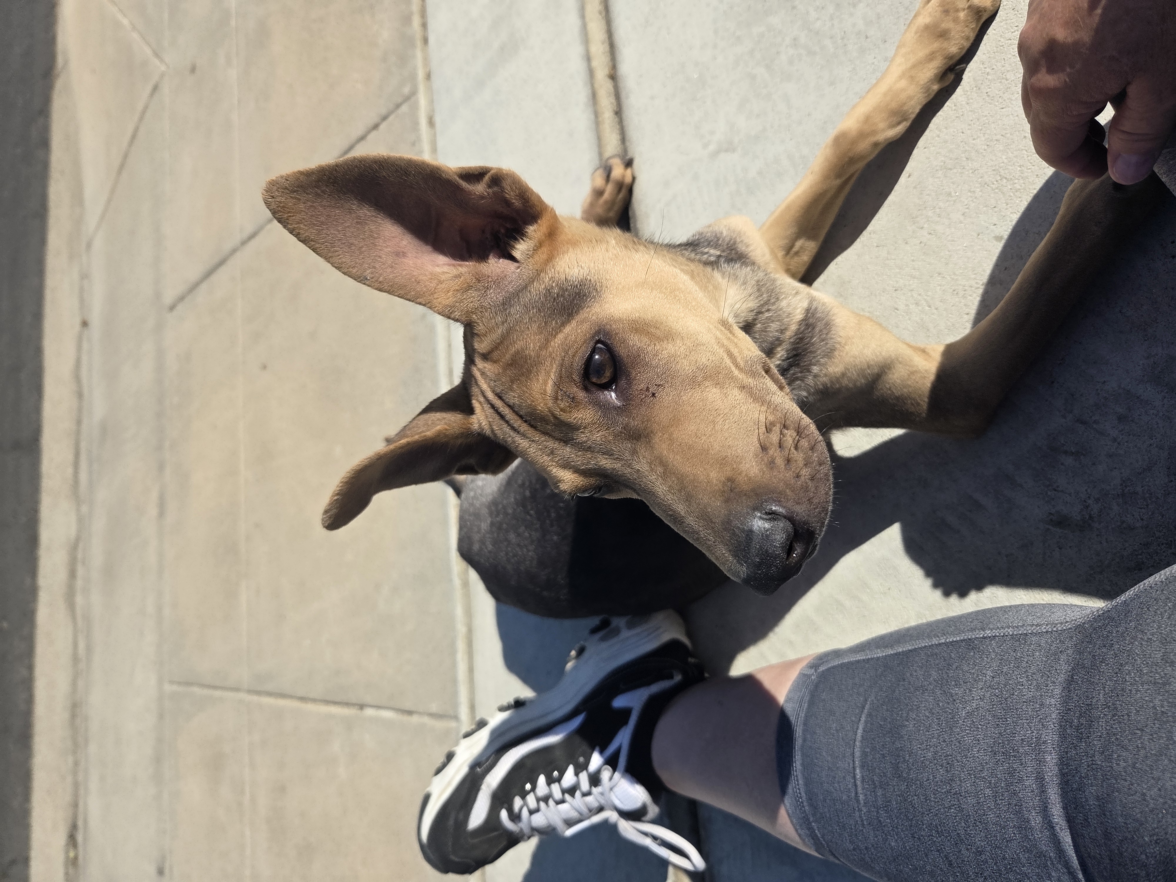 Pet