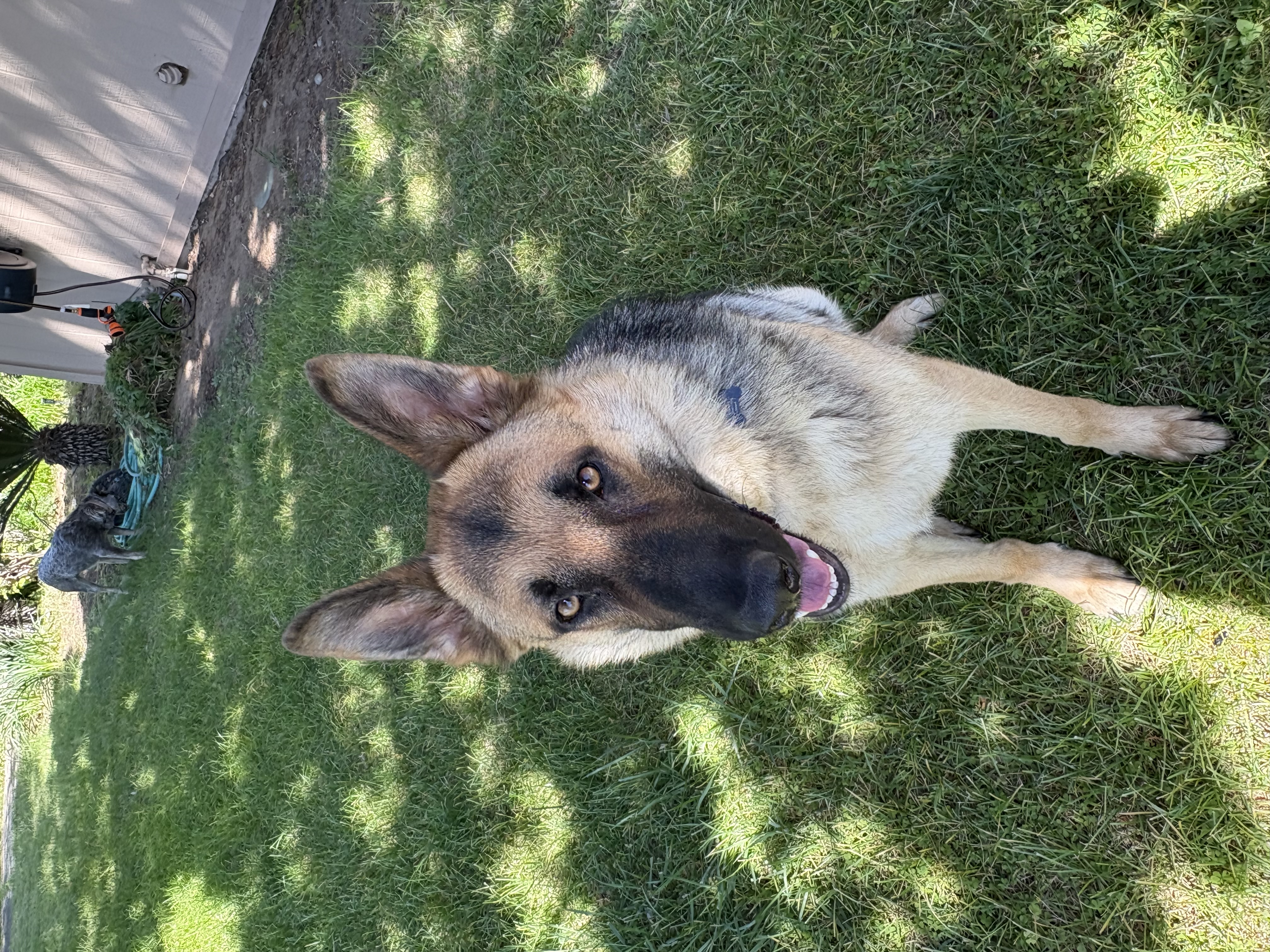 Pet