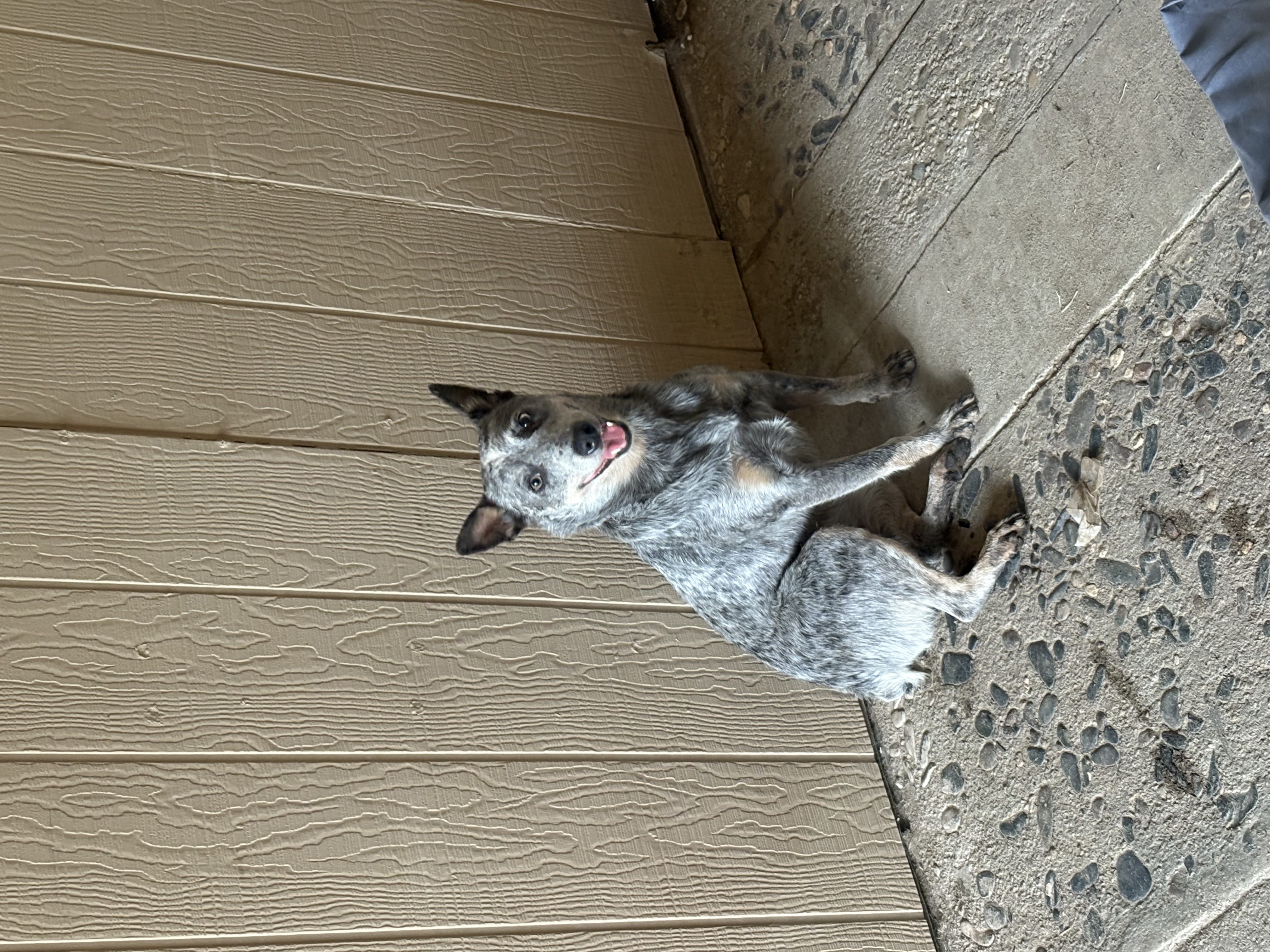 Pet