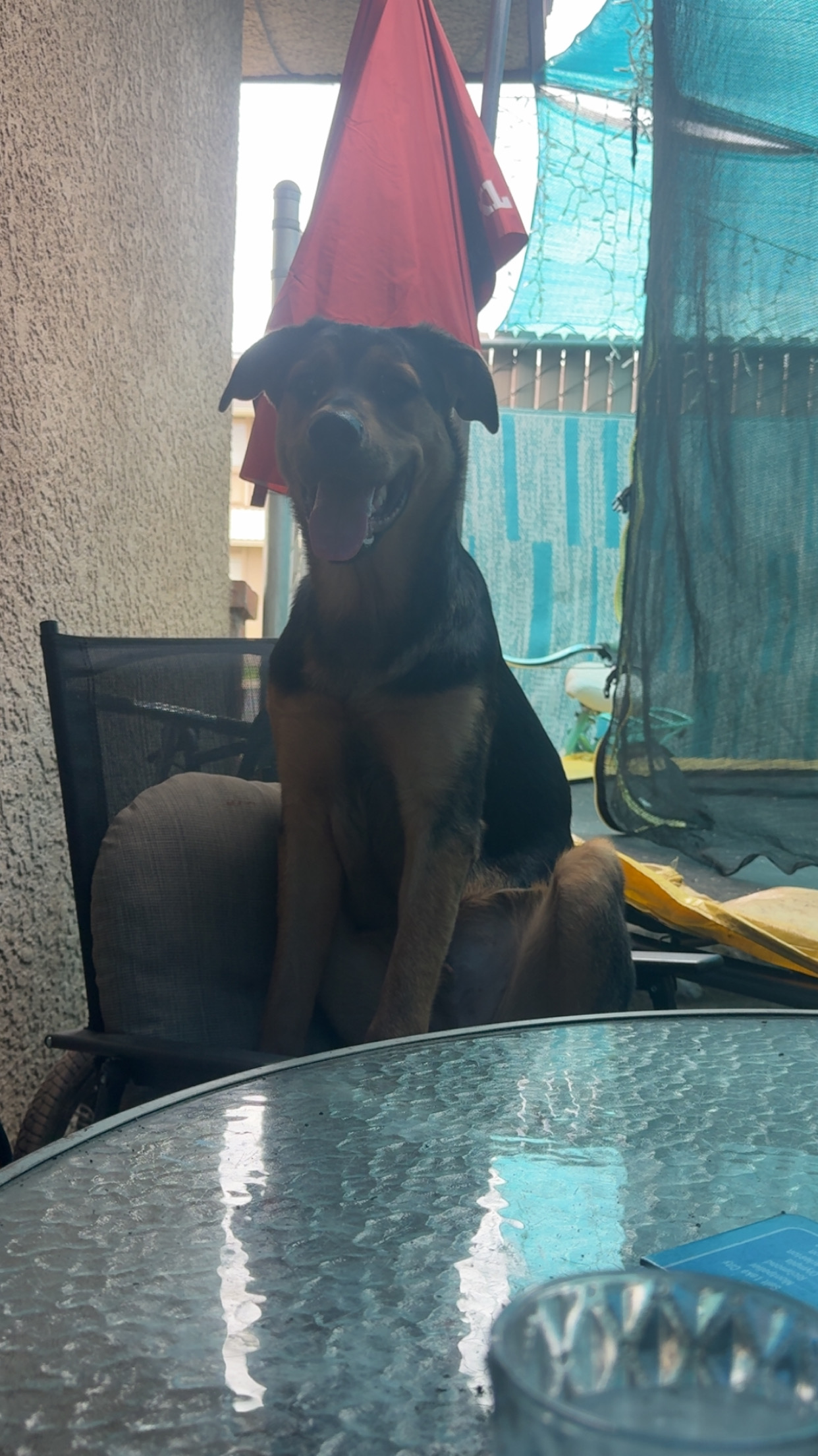 Pet