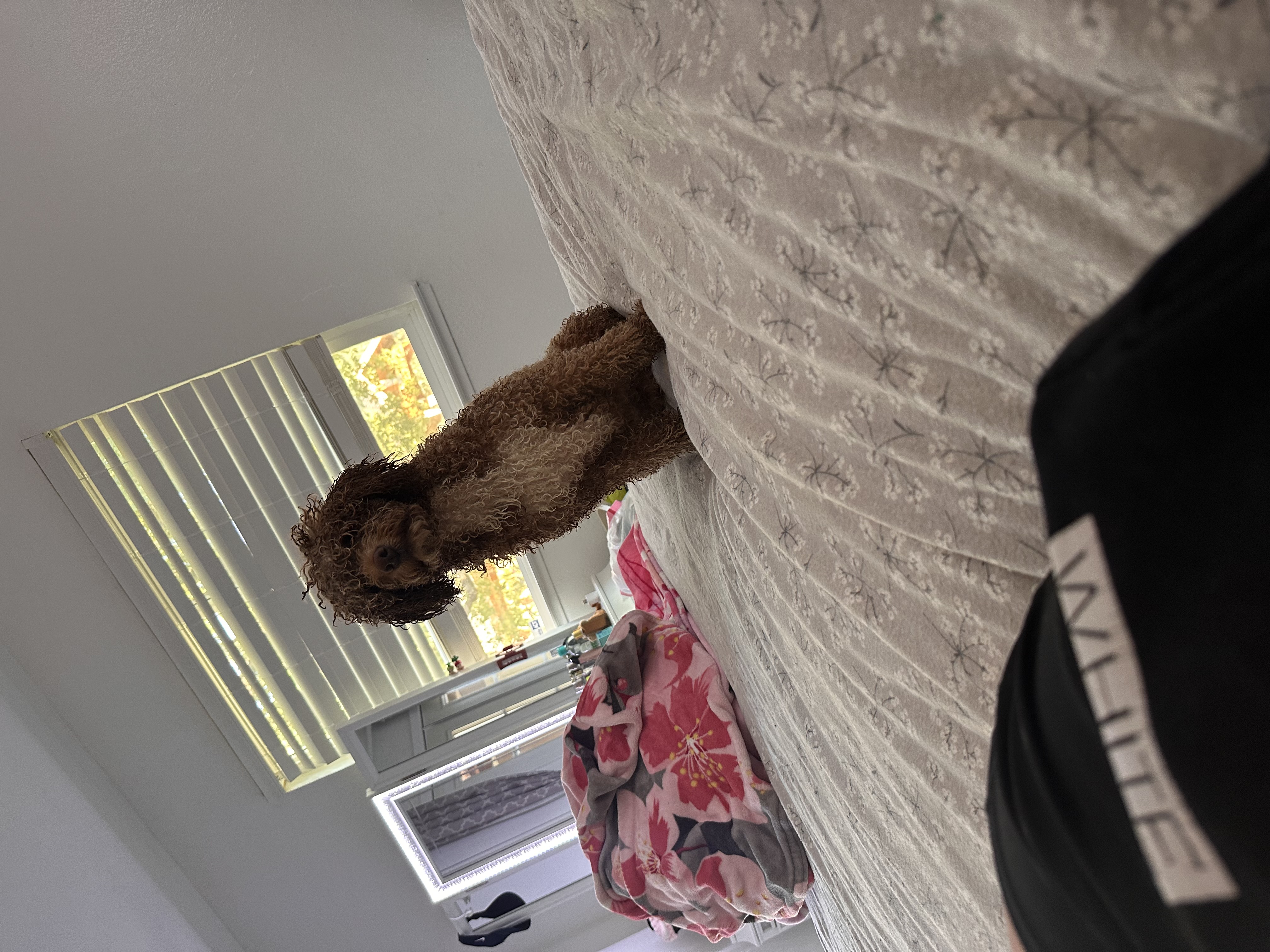 Pet