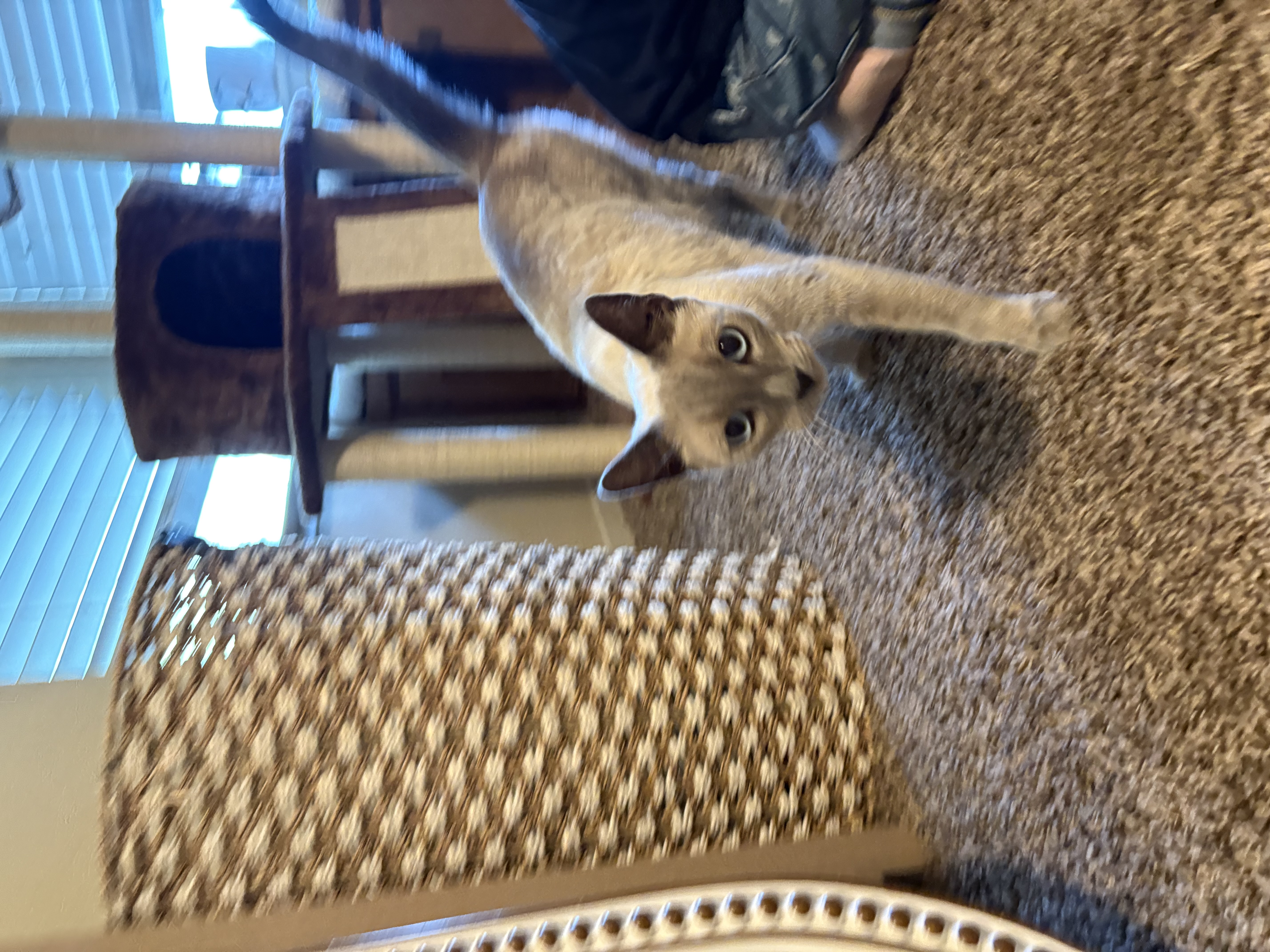Pet