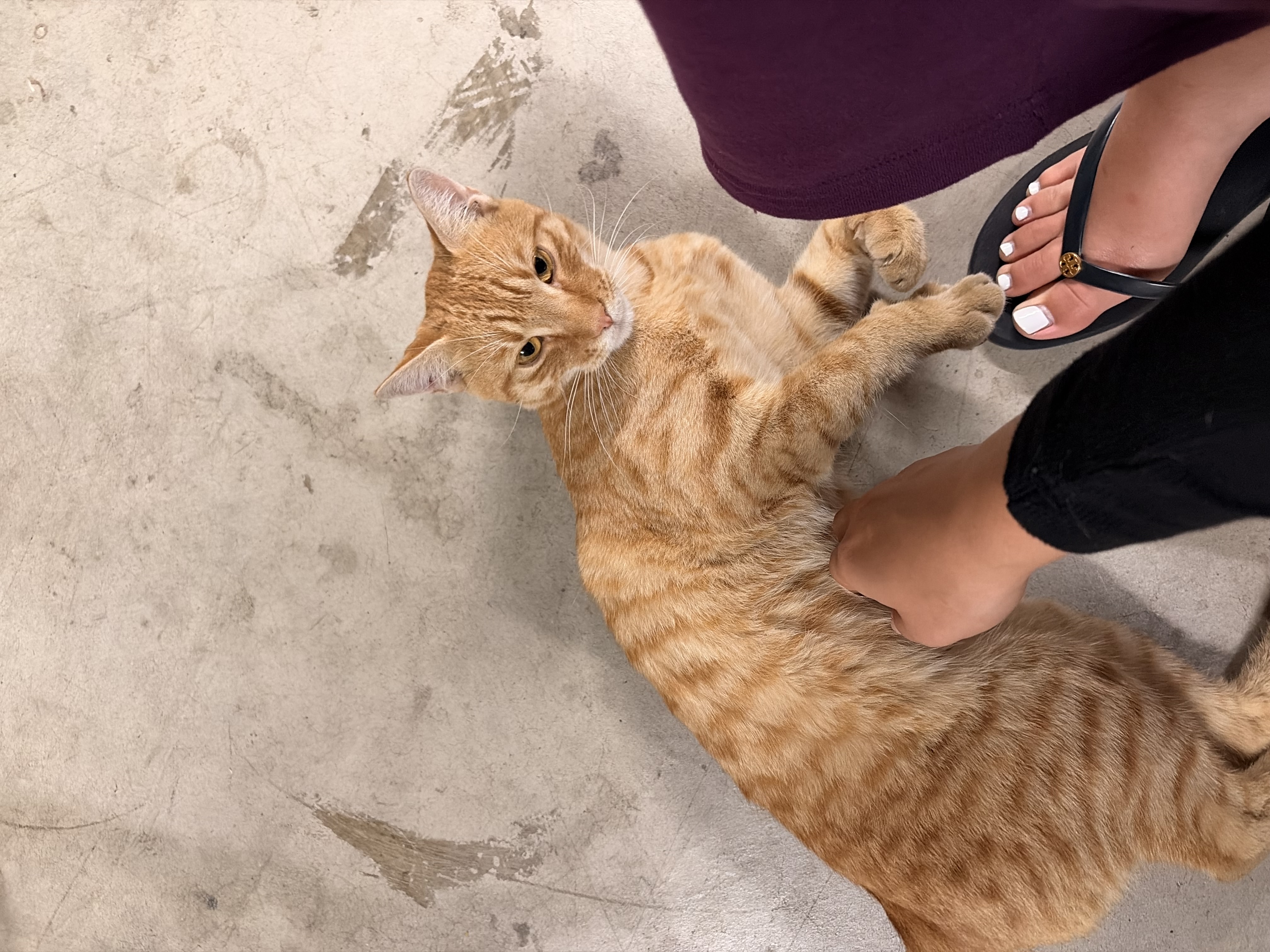 Pet