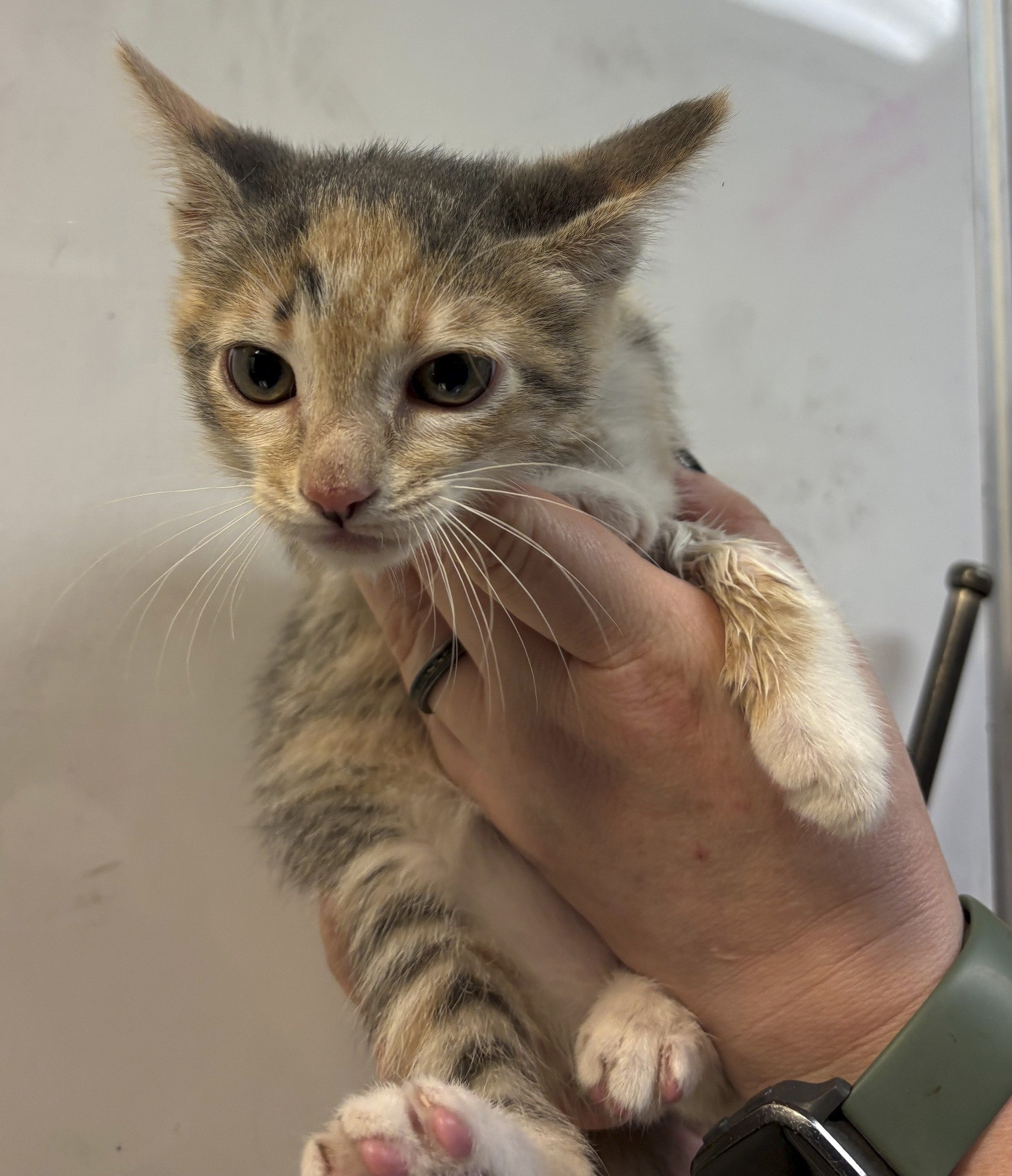 Pet