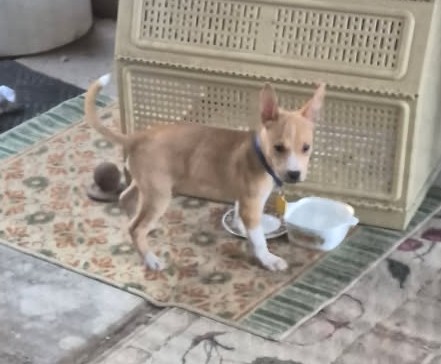 Pet