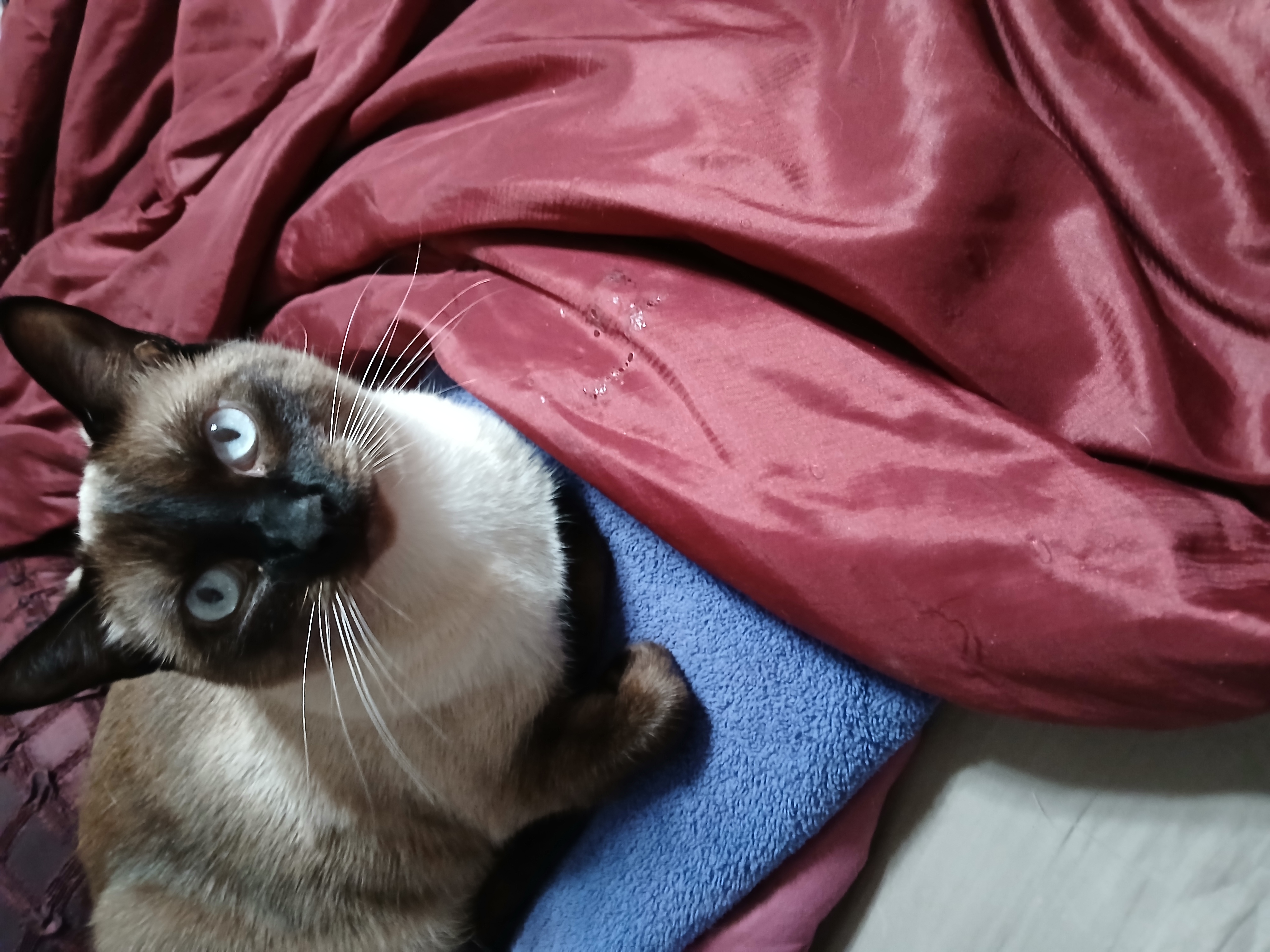 Pet