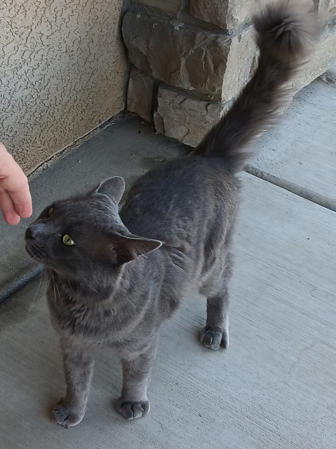 Pet